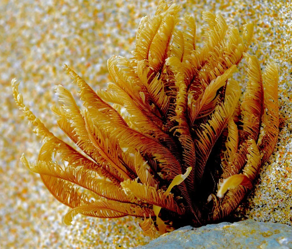 bryozoa.jpg