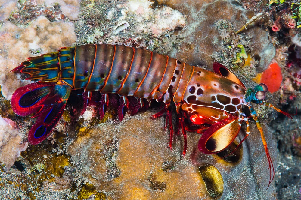 mantis_shrimp.jpg