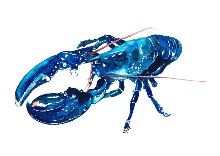 Blue Lobster.jpg