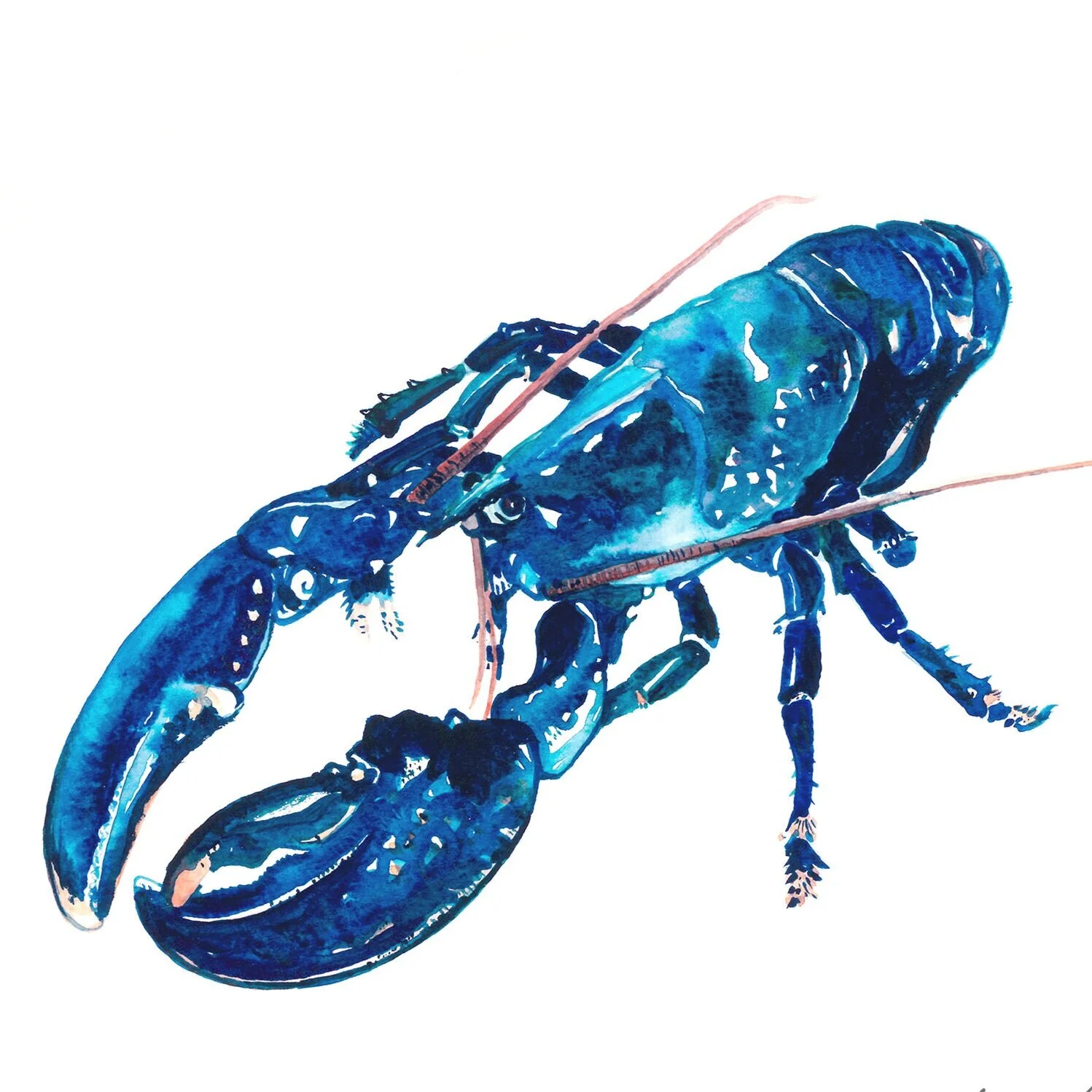 BLUE+LOBSTER+5x5+CARD+copy.jpg