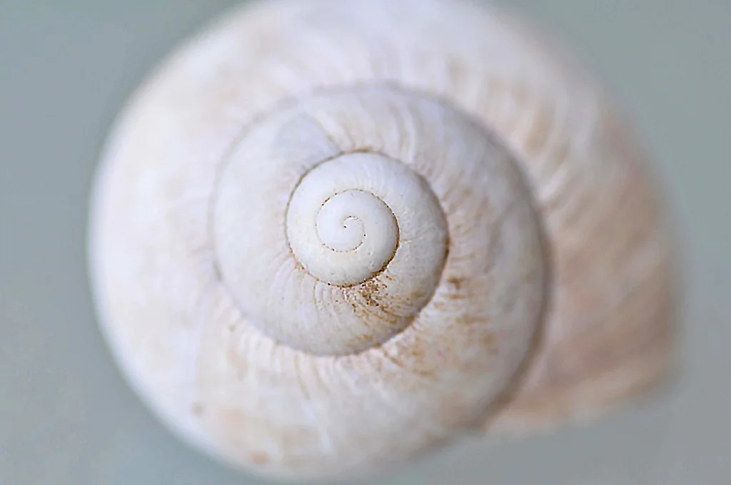 Schnecke_2.jpg