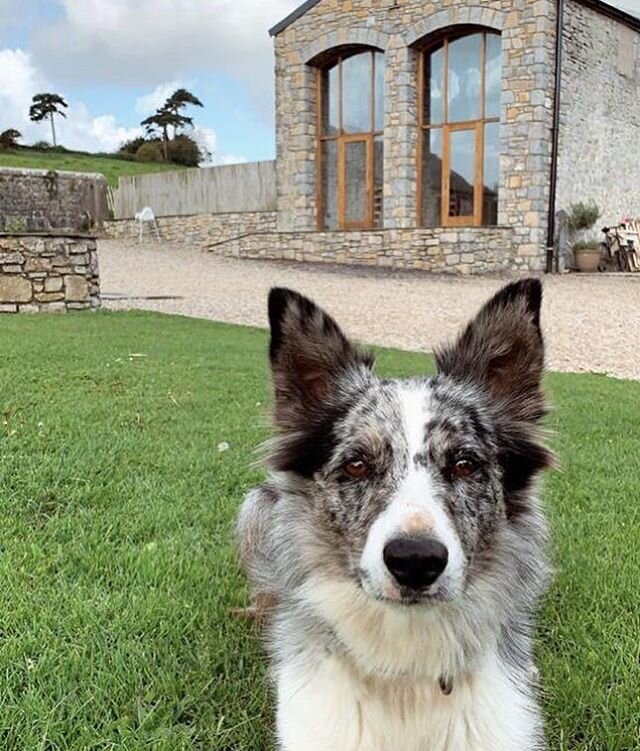 Making you smile on this Monday morning! 🥰 Give your pups a big cuddle as it&rsquo;s National Puppy Day! What more could you want than a dog friendly wedding venue? 👰🏽🤵🏽🐶 #weddingdress #weddingvenue #engaged #dog #puppylove #mondaymotivation #m