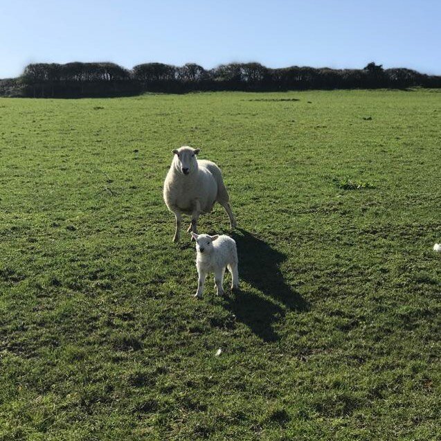 Happy Saturday everybody! To put a smile on your face - have a cute picture of a lamb at the farm 🥰🐑 #Saturday #lambingseason #lambs #fields #farm #weddingvenue #cute #happysaturday #sunnyday #sheep #weddingdress #engagementring #wales #weddingwire