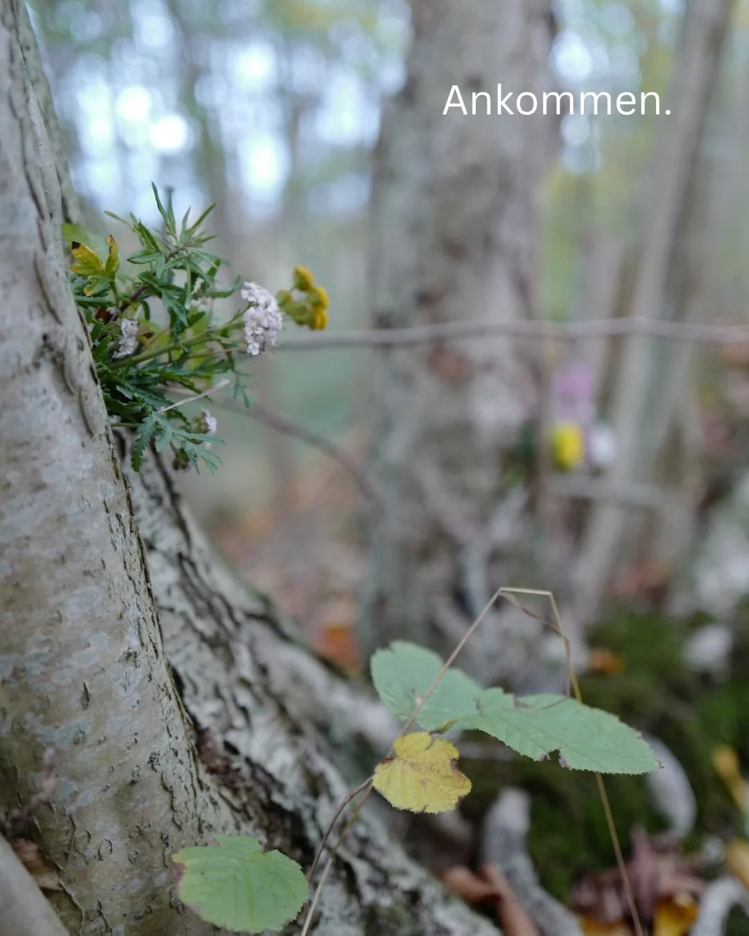 Nahaufnahme eines Baumes mit kleinen weißen und gelben Blüten sowie grünen und gelben Blättern, im Hintergrund unscharfe Bäume im Wald, mit dem Text 'Ankommen' in der oberen rechten Ecke.