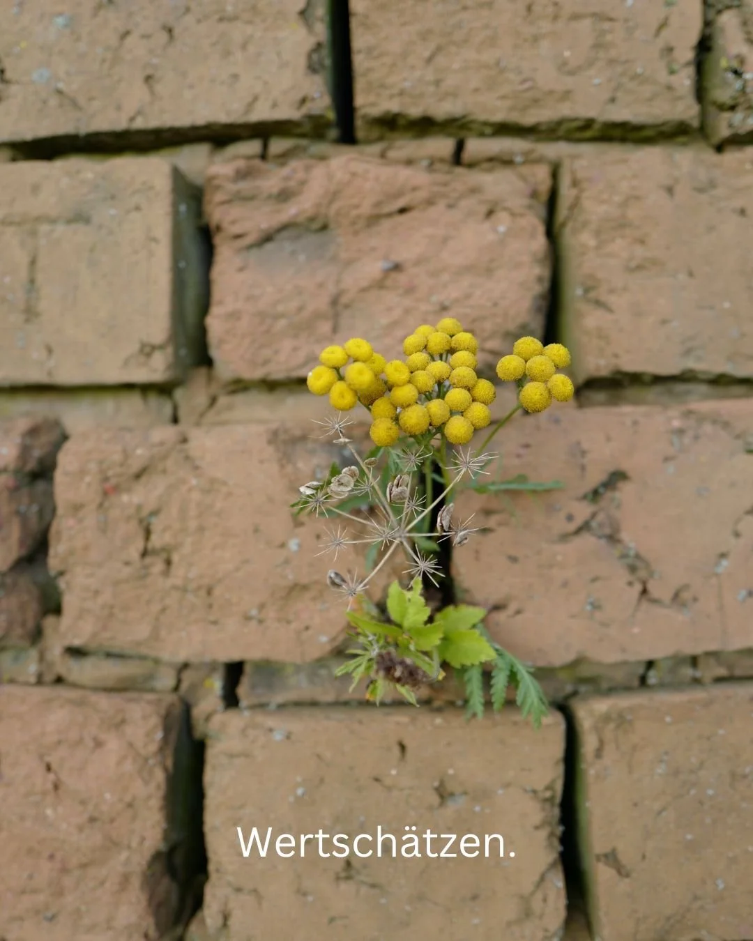 Kleines gelbes Blumenpflanze wächst durch eine Ritze in einer Backsteinmauer, mit dem deutschen Wort "Wertschätzen" darunter.