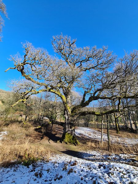 The Birnam oak.jpg