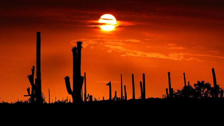saguaro-Image by RENE RAUSCHENBERGER from Pixabay .jpg