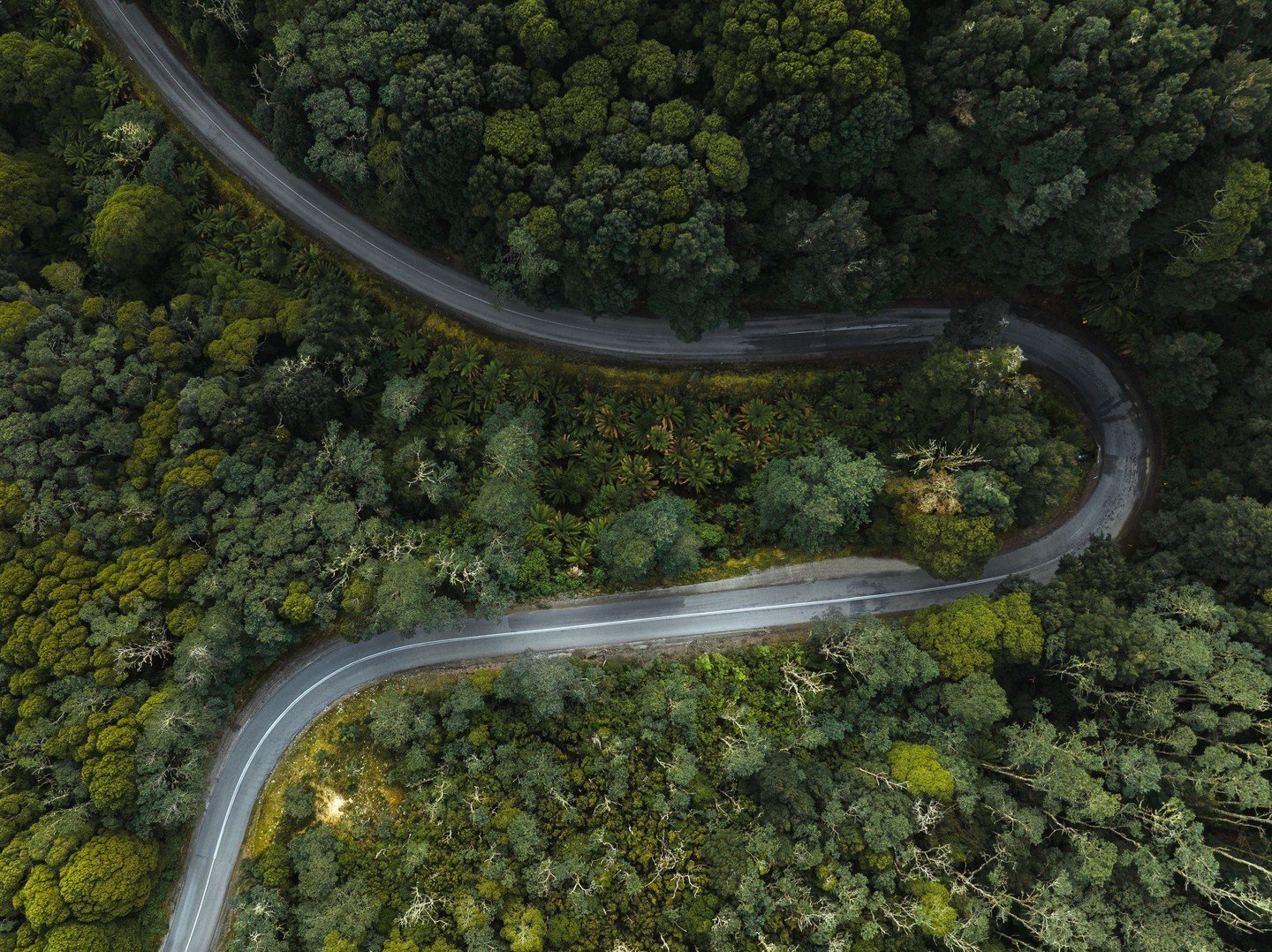 #switchbacksaturday on the Weldborough Pass 🇦🇺⁠
⁠
A reporter from the Launceston Examiner newspaper captured the Pass&rsquo;s allure in 1928 by writing: &lsquo;The car swings round the sharp corners and bends, passing through the lovely fern and my