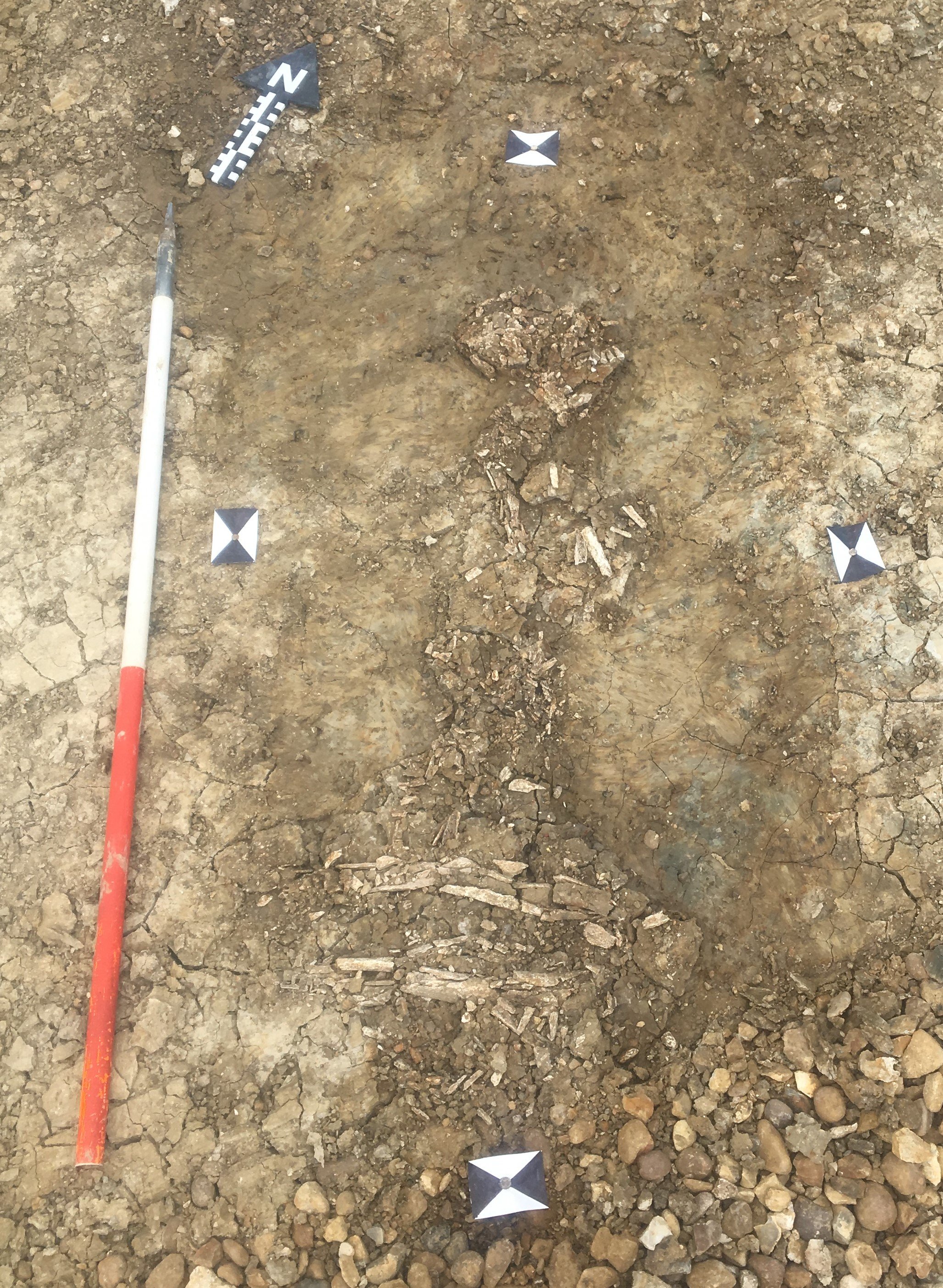 Bronze Age burial skeleton
