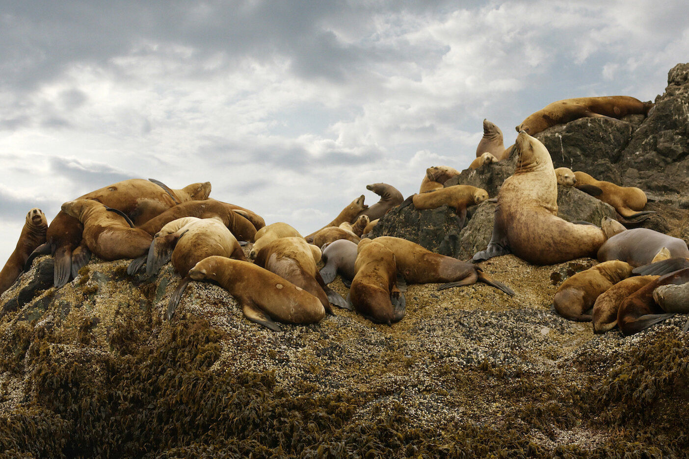 Seals sky copy 2.jpg