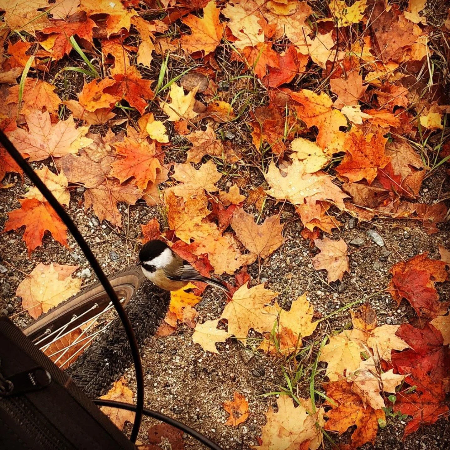 🍂🍃🍂🍁 Fall in Love With Riding Again 🍂🍃🍂