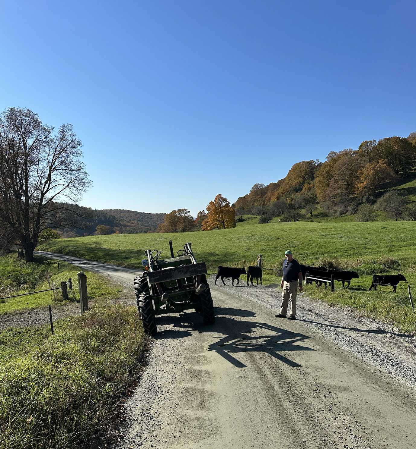 Cow crossing as traffic