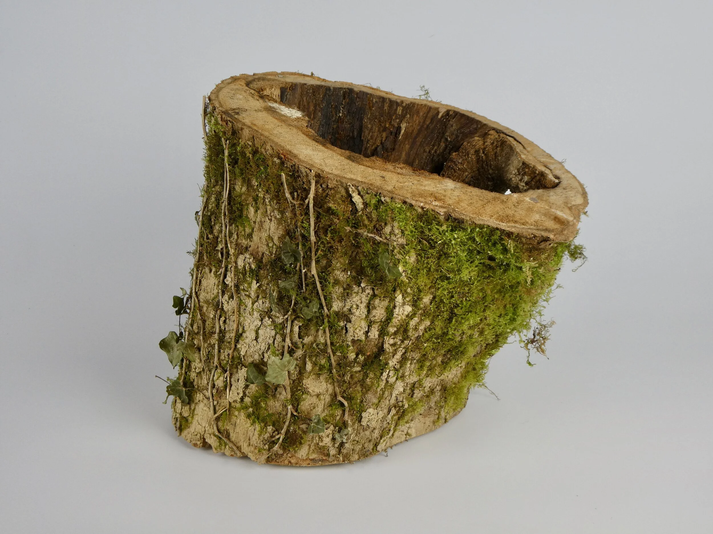 Hollow tree trunk section 