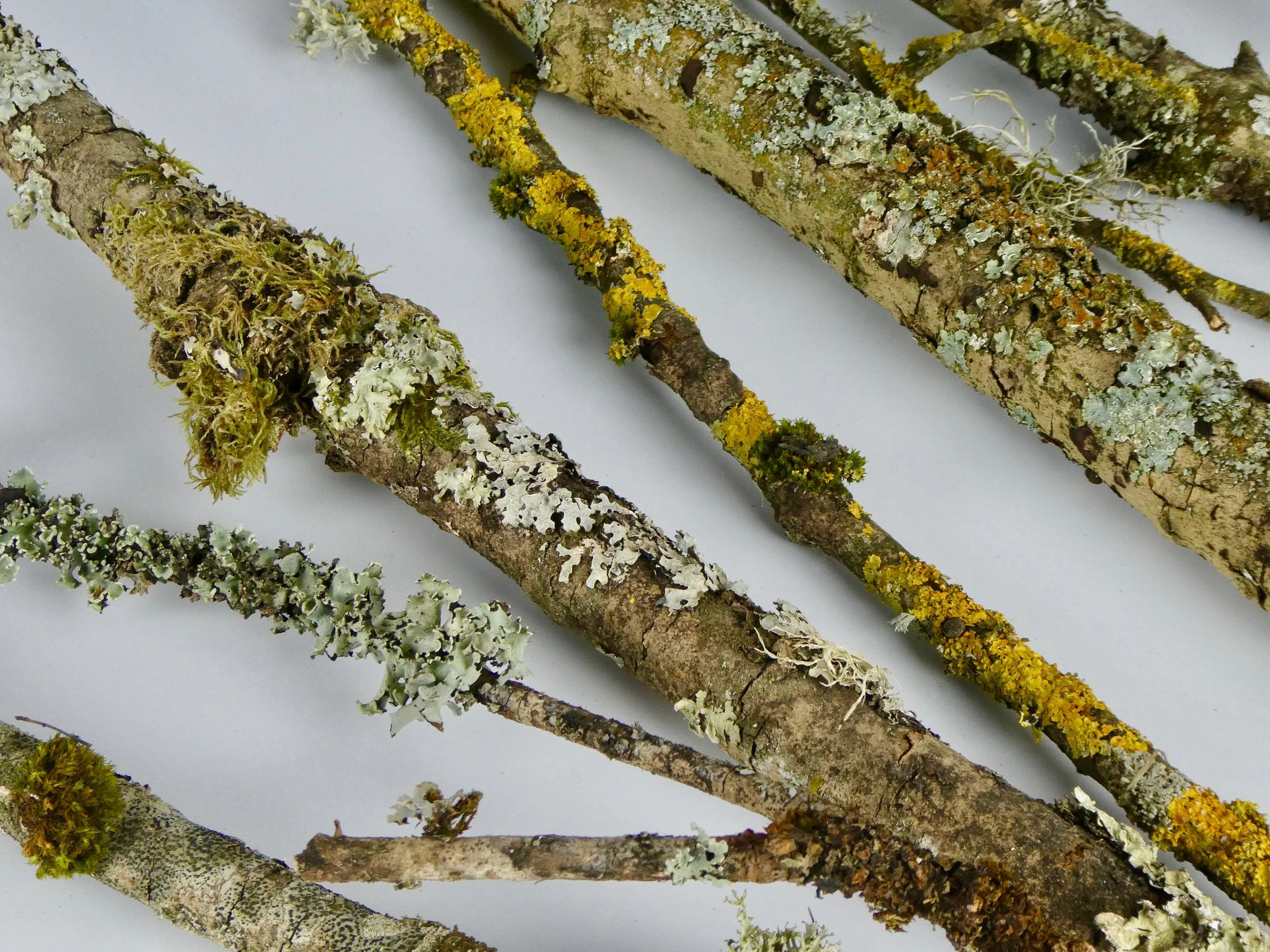 Moss &amp; Lichen Covered Sticks