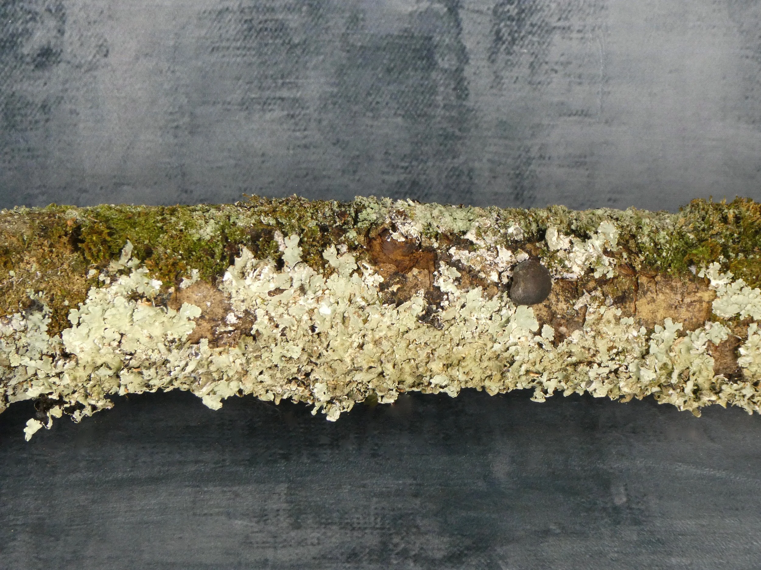 Lichen Covered Branch with King Alfred's Cake Mushroom