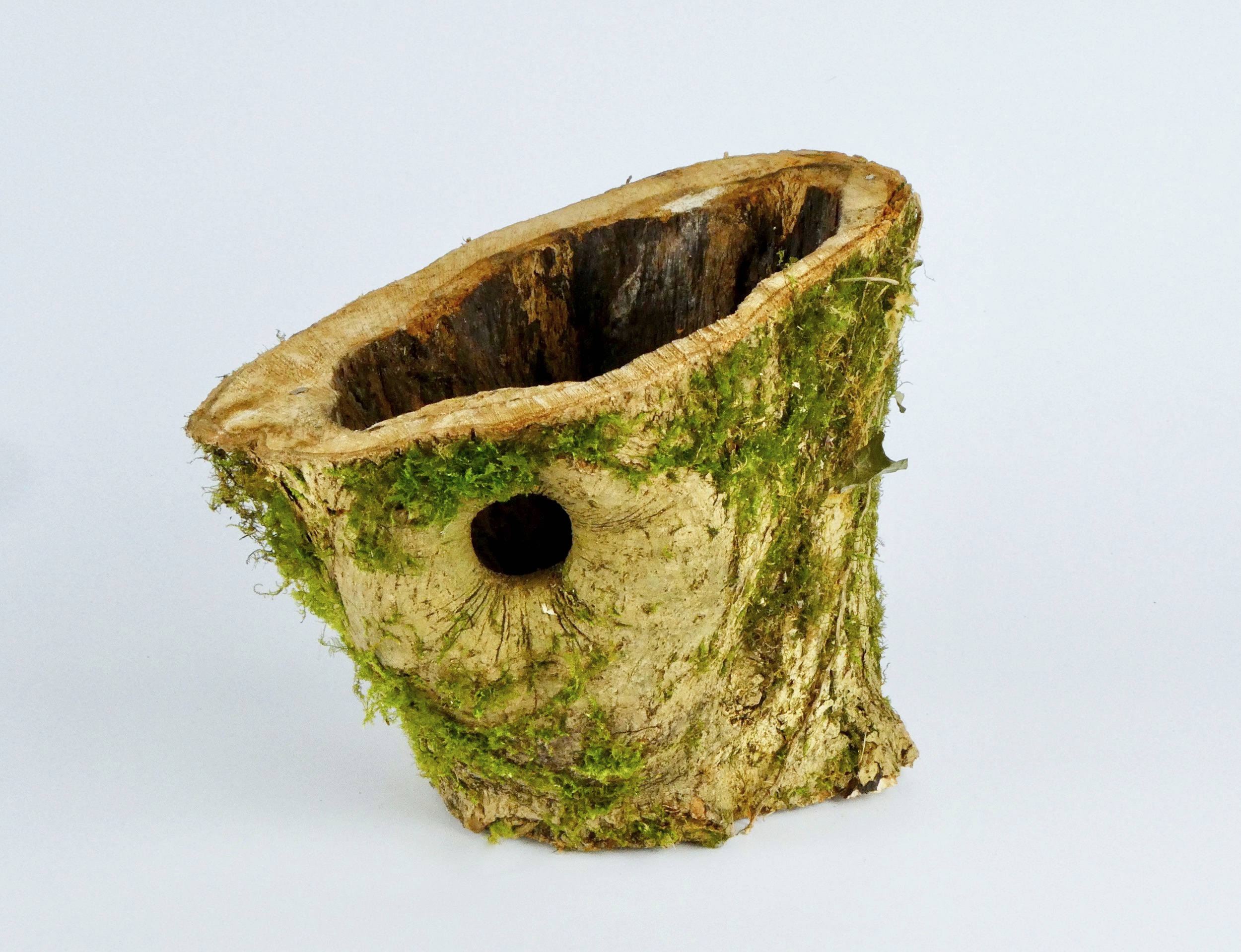 Hollow tree trunk section