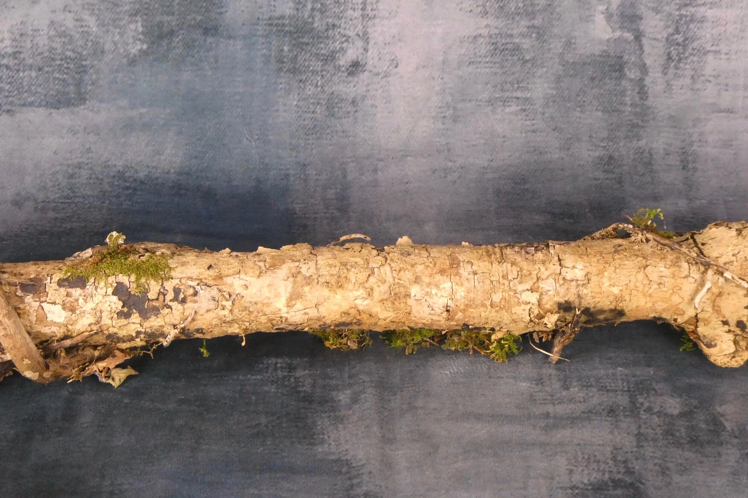 P1180634.jpg