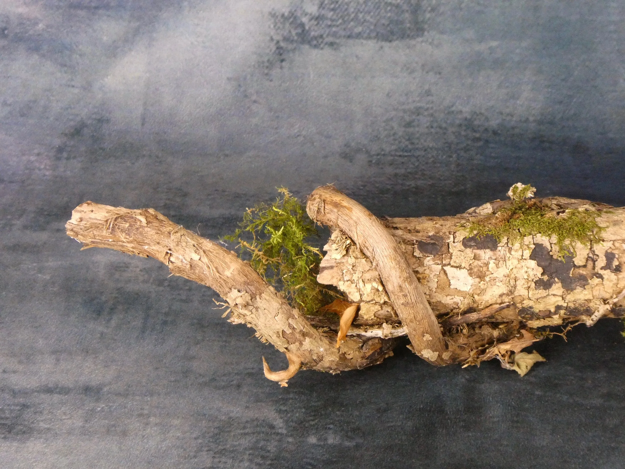 Hazel branch with Ivy