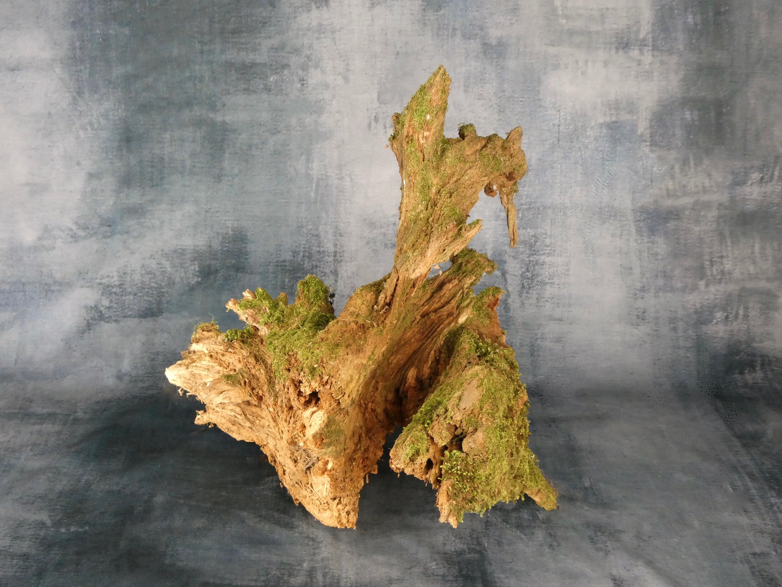 Tree root section