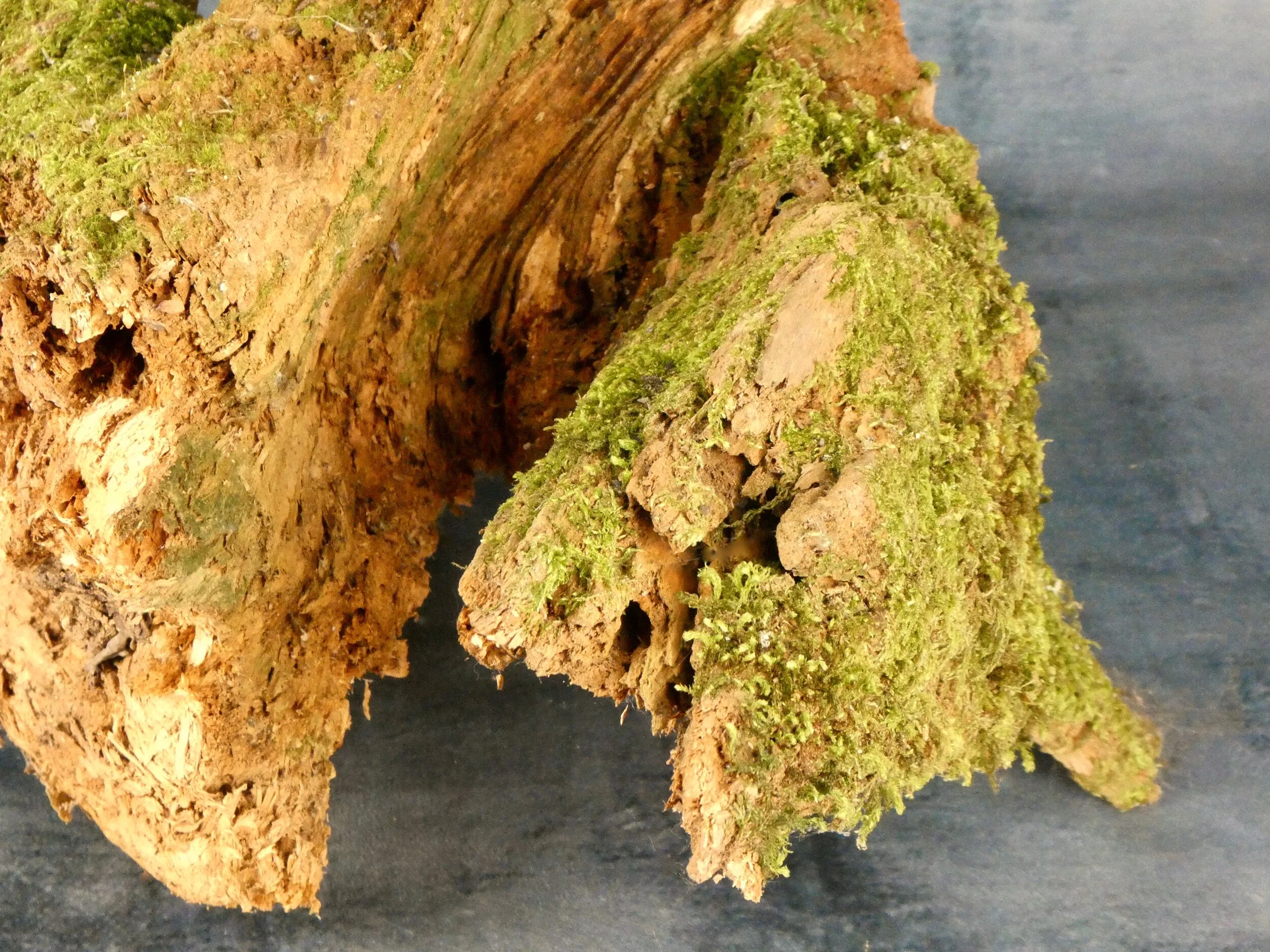 Tree root section
