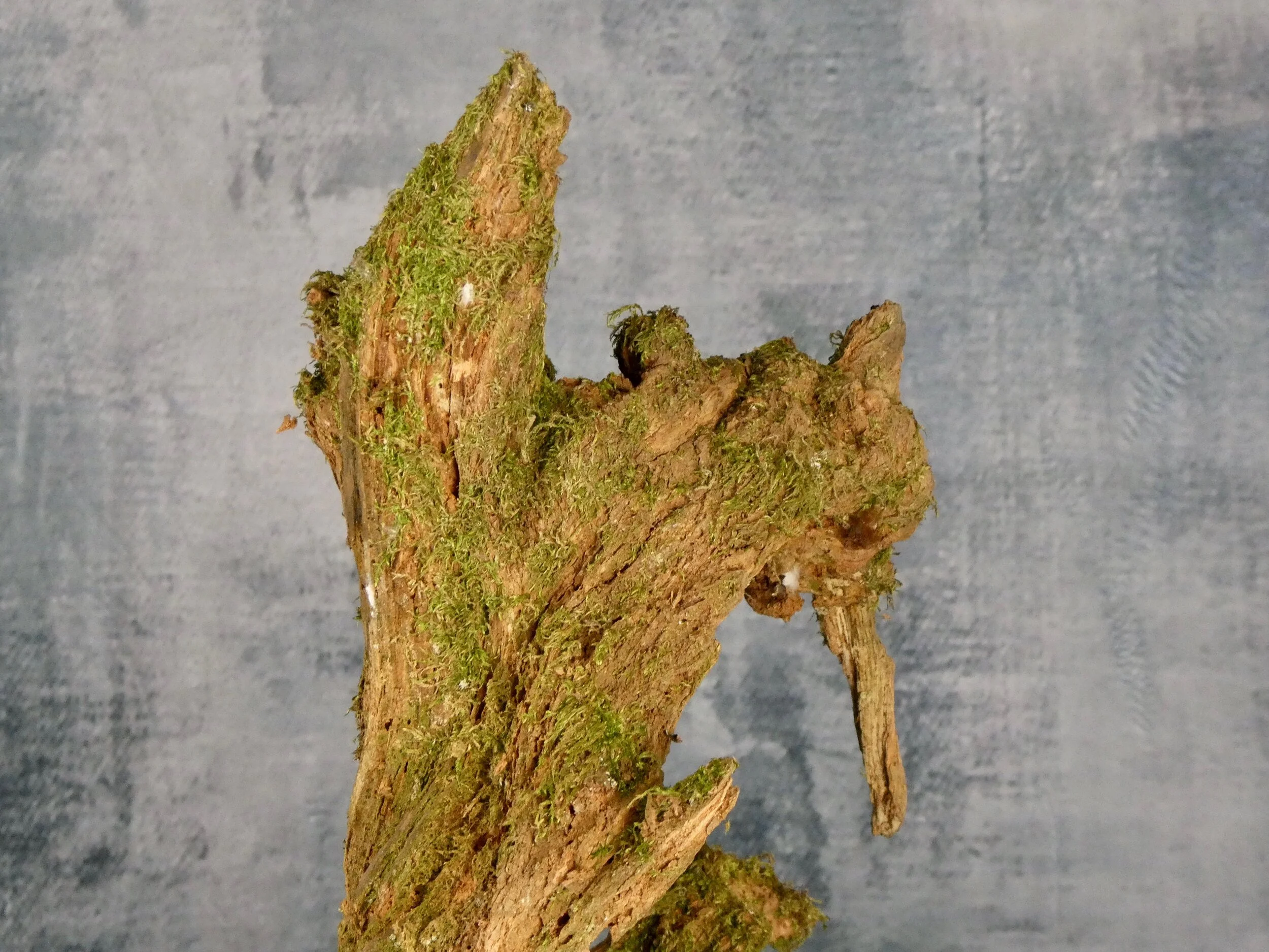 Tree root section