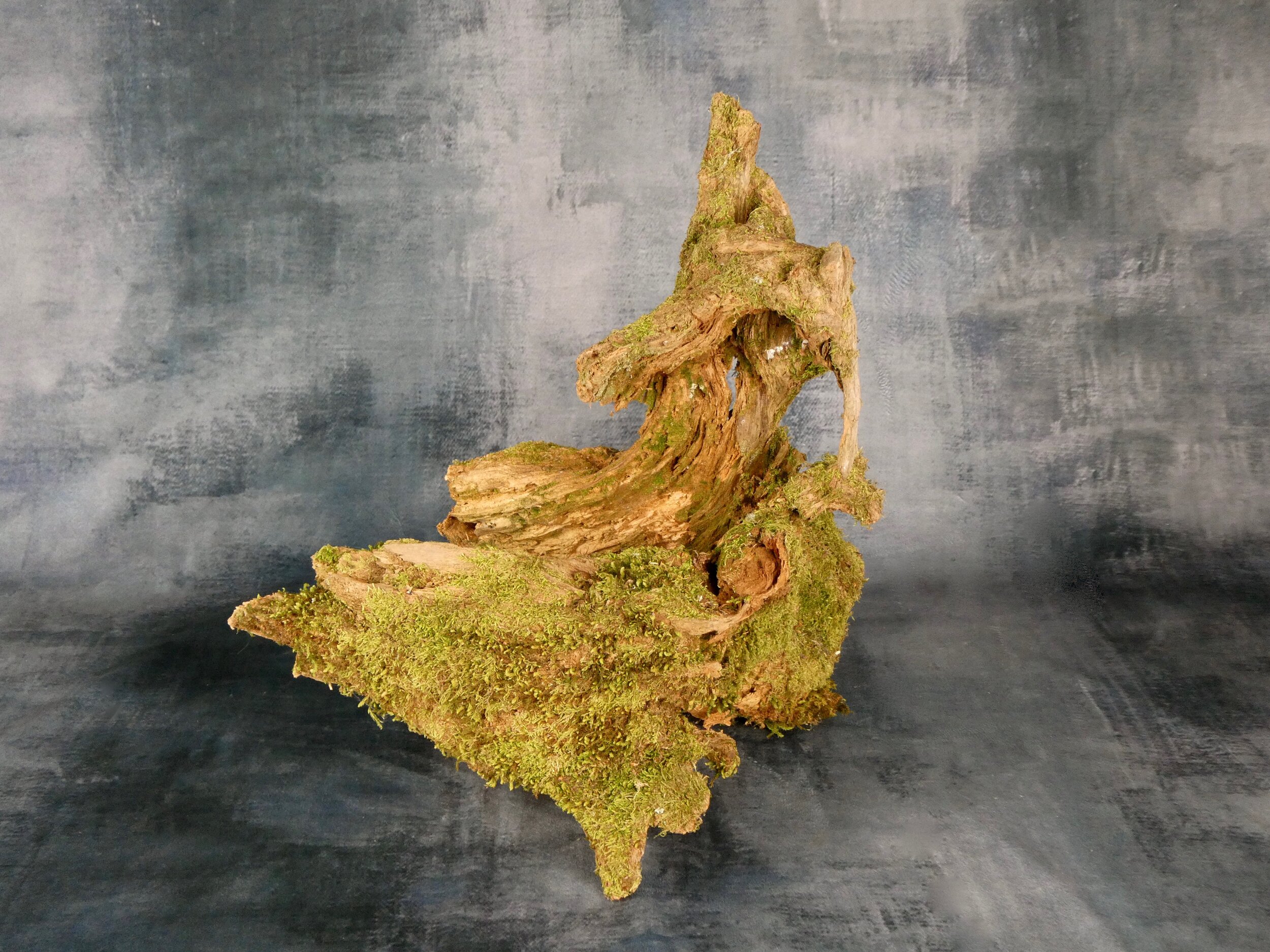 Tree root section