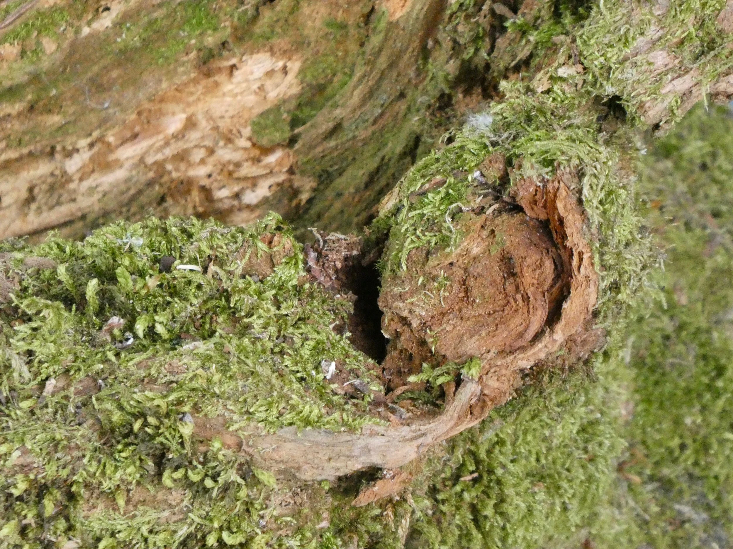 Tree root section