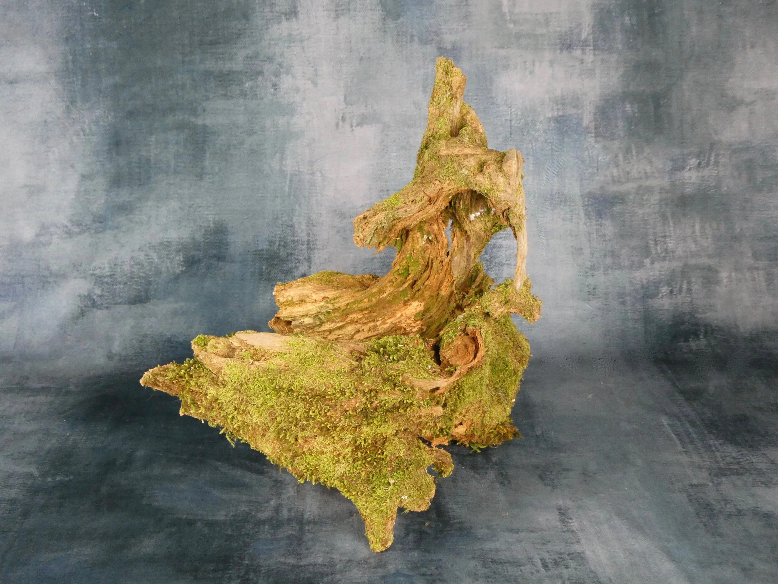 Tree root section
