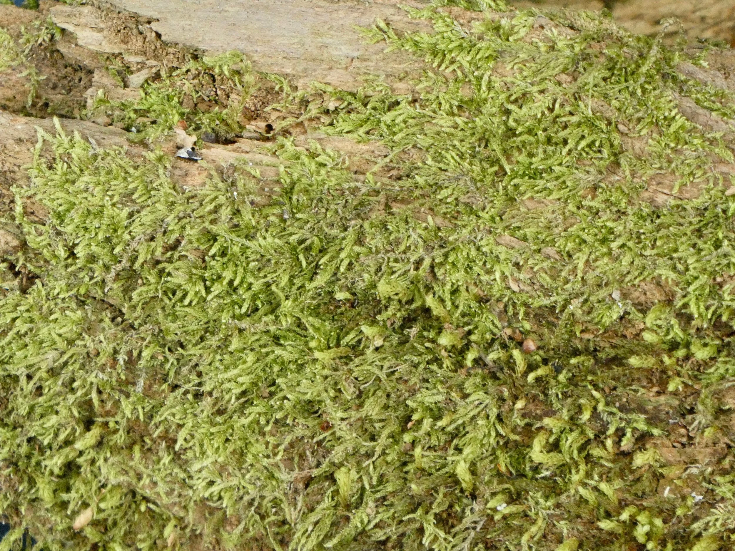 Tree root section