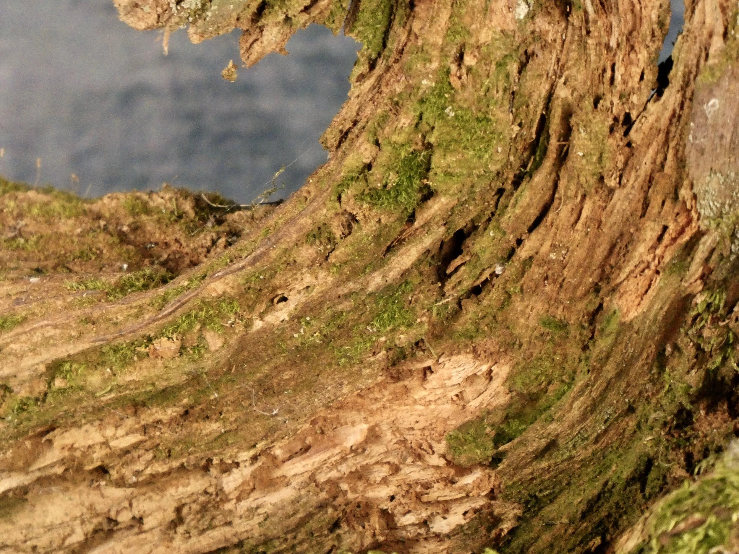Tree root section