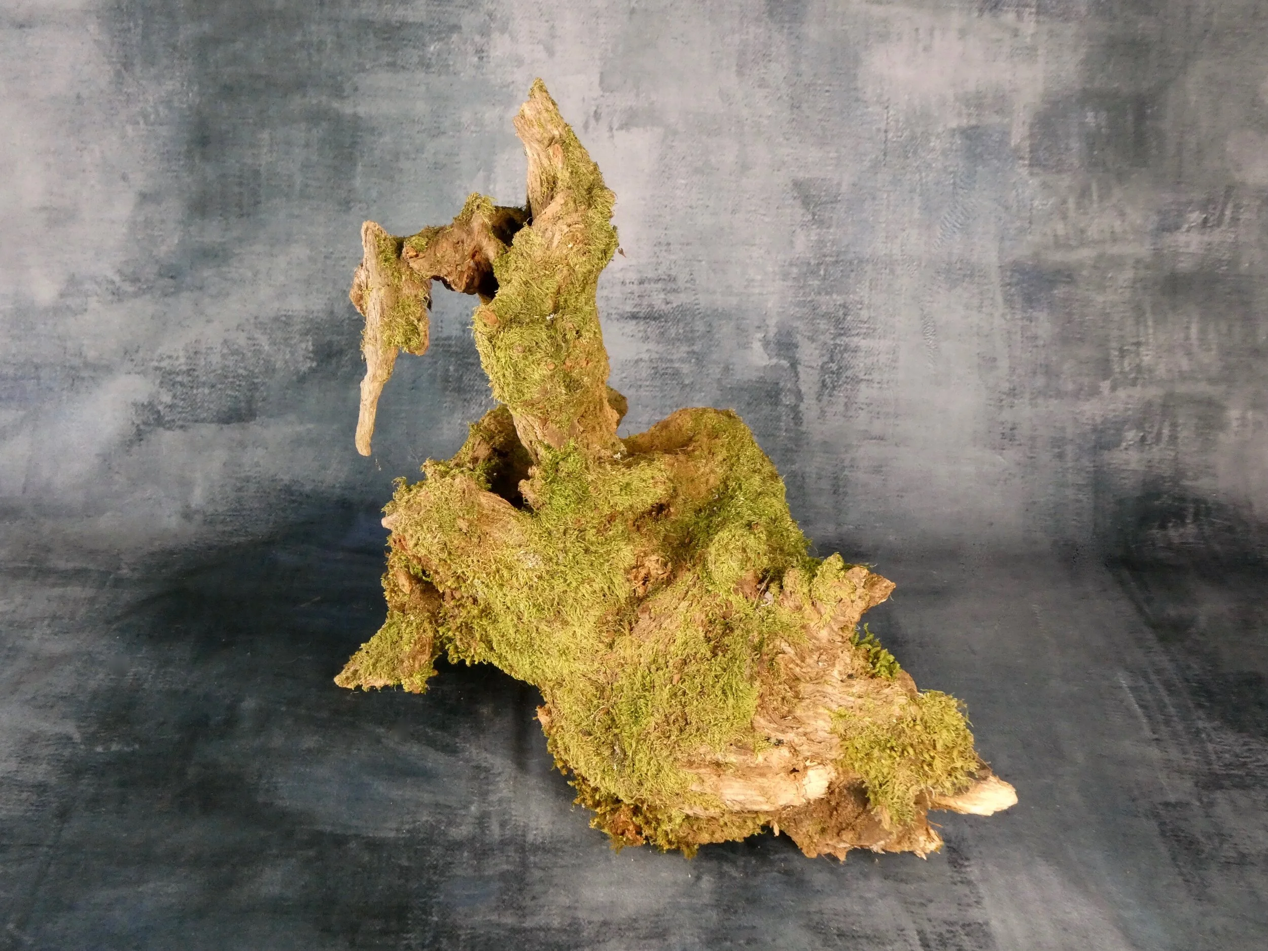 Tree root section