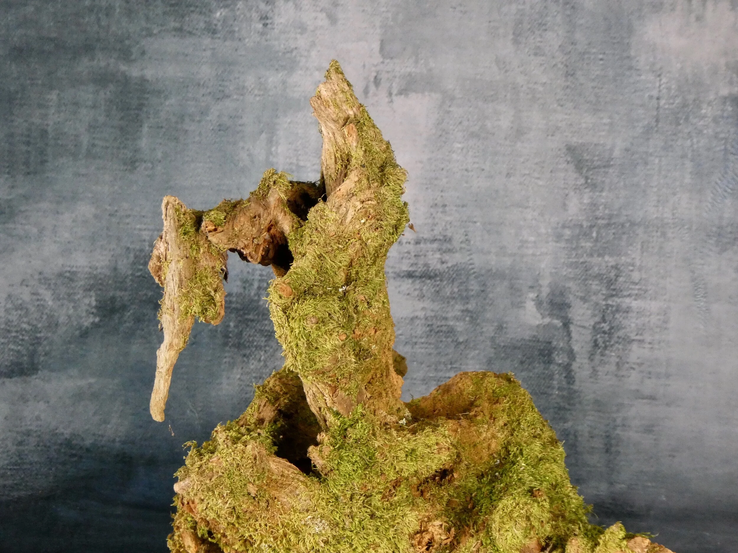 Tree root section