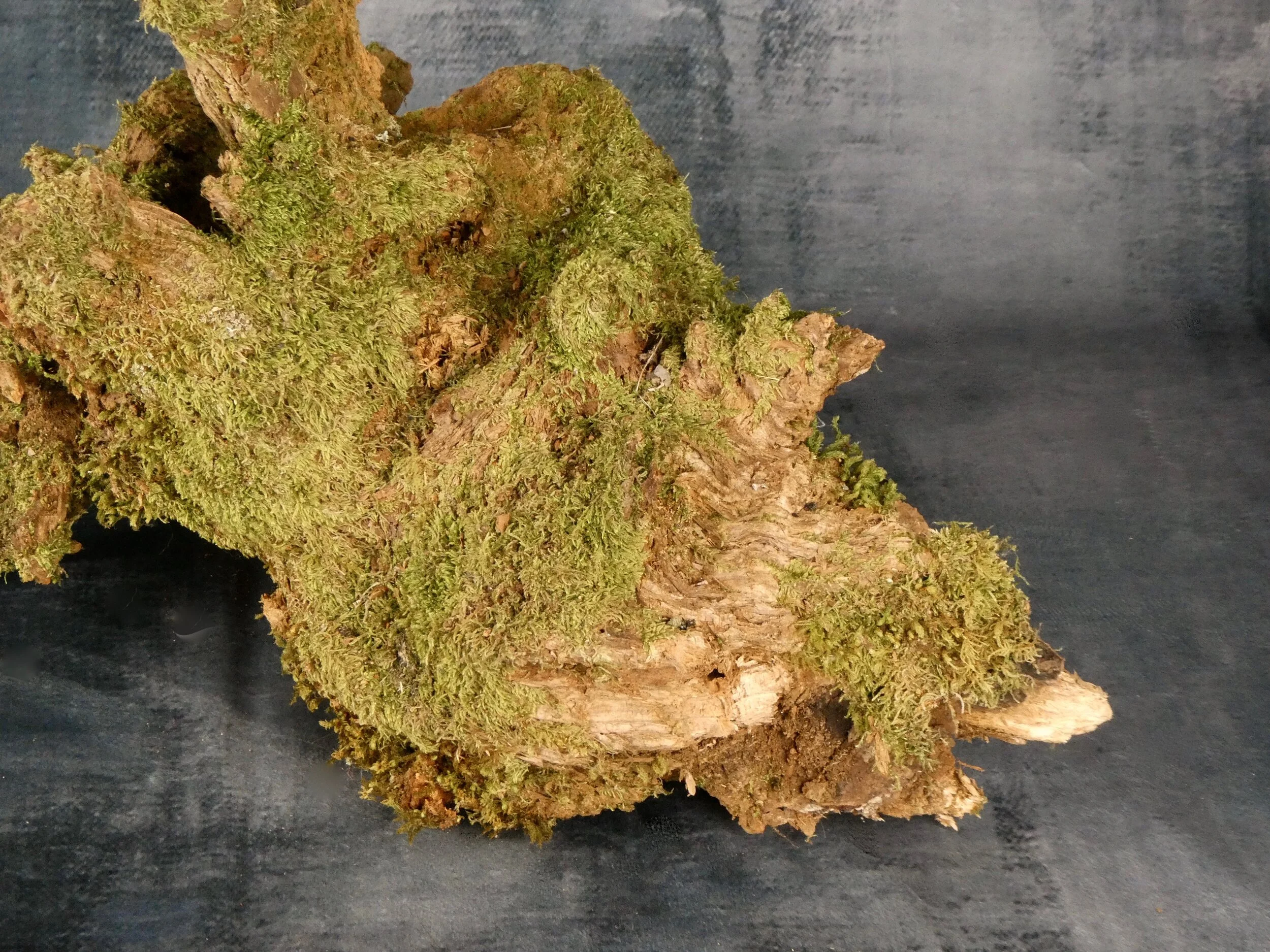 Tree root section