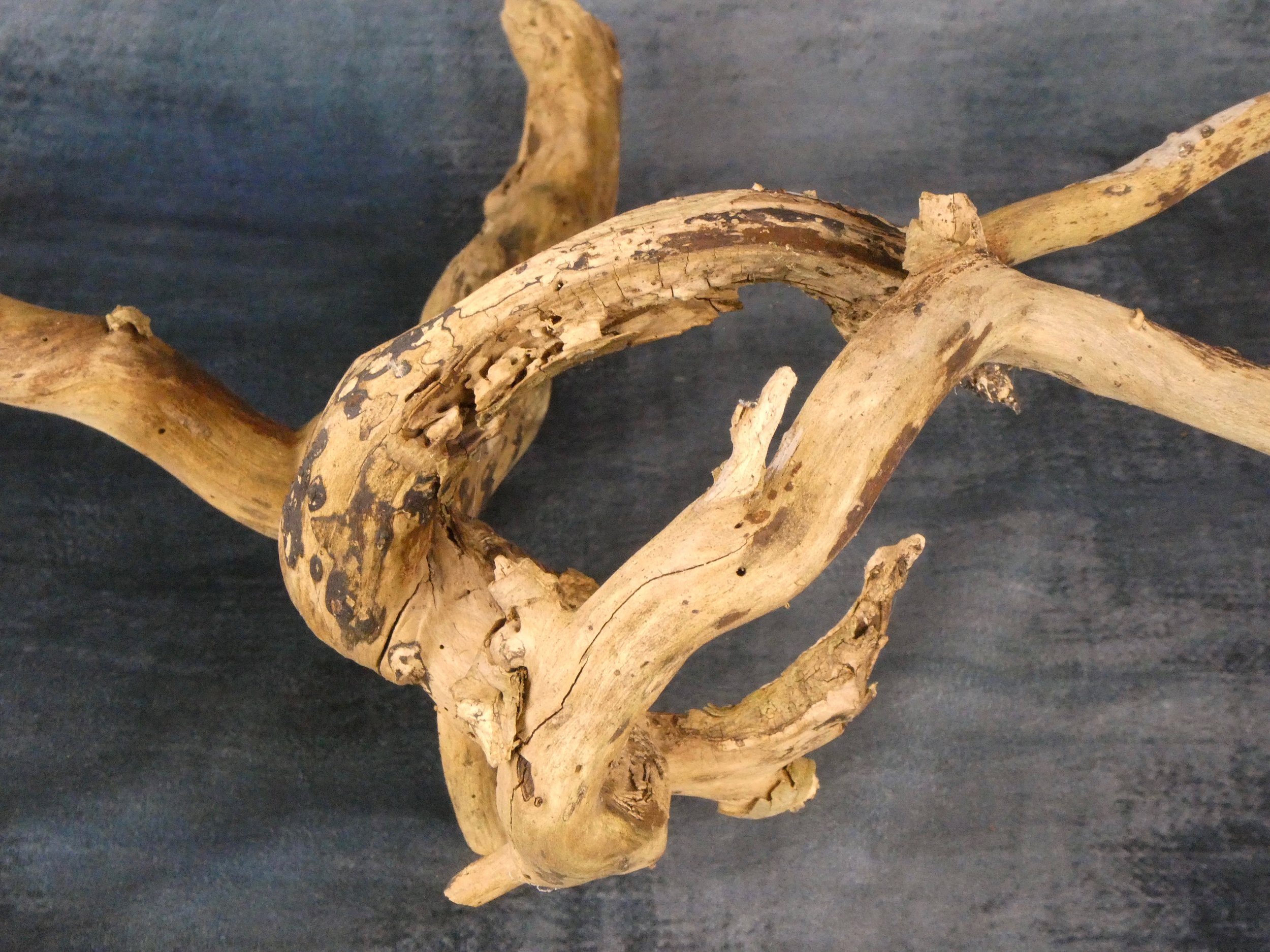 Ivy Wood Branch