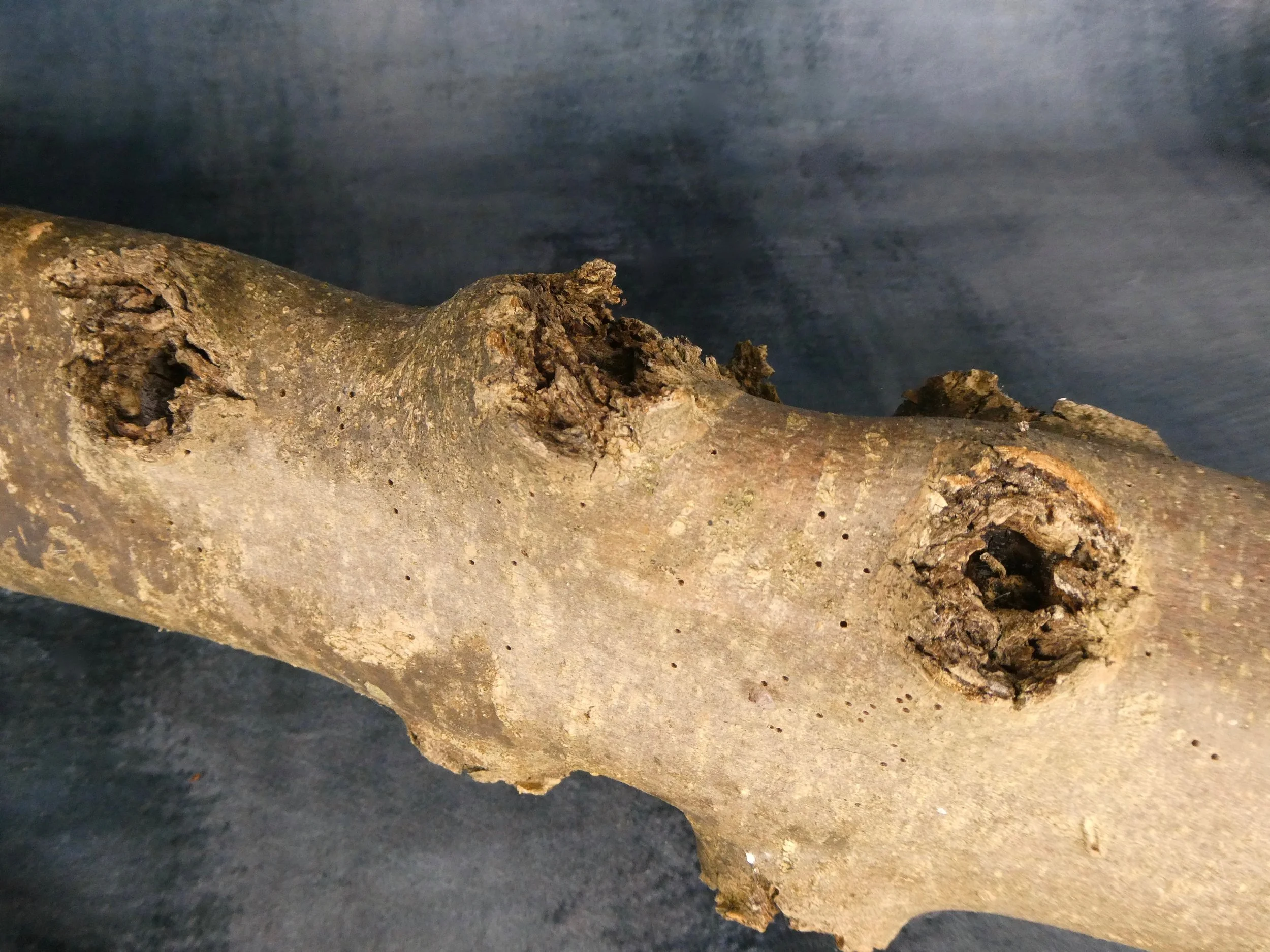 Tree Branch Section