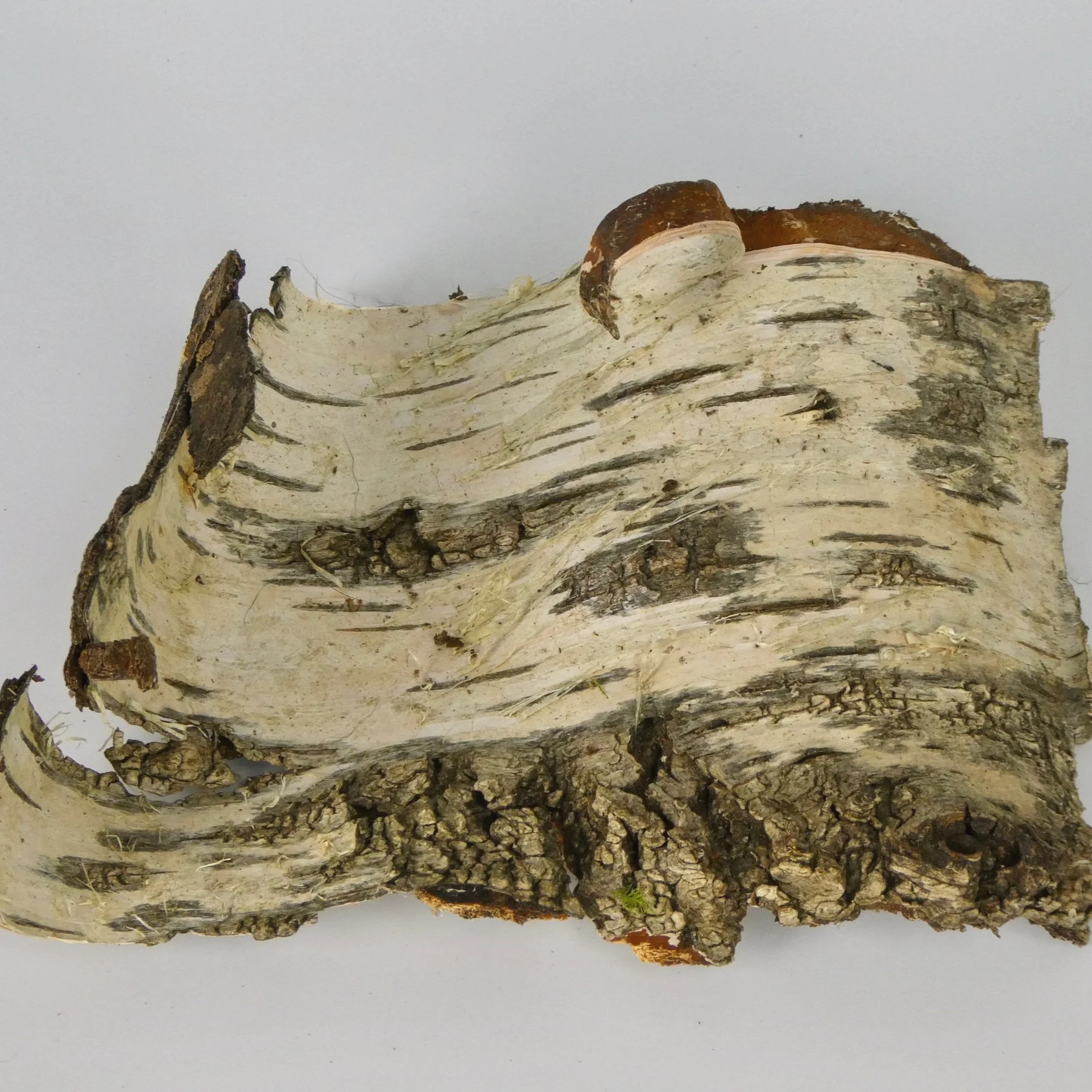 Bark Pieces: Medium 