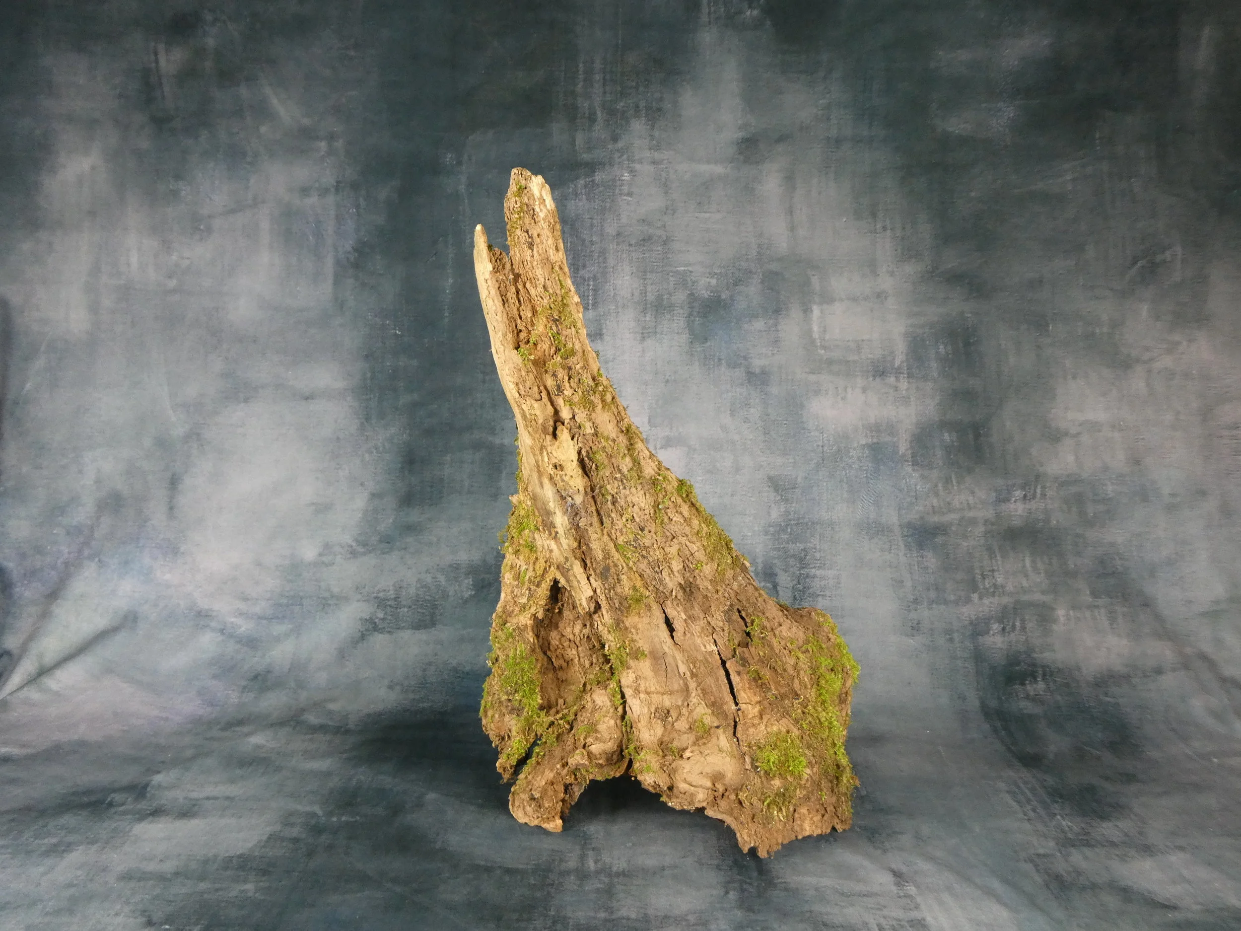 Tree Stump 