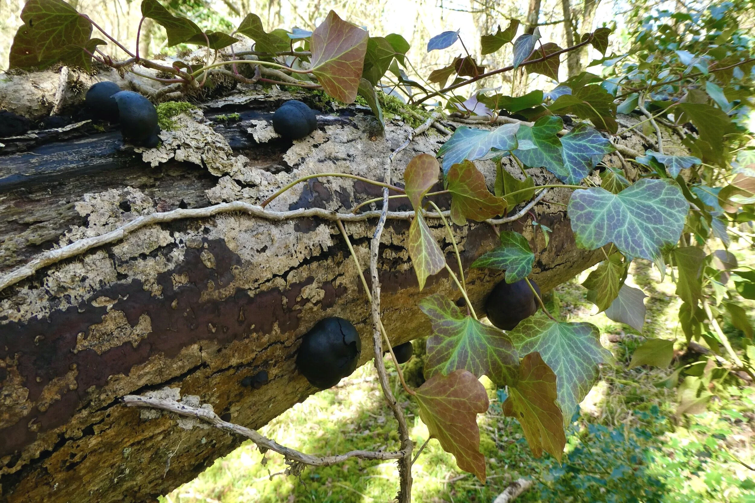 P1020485.jpg