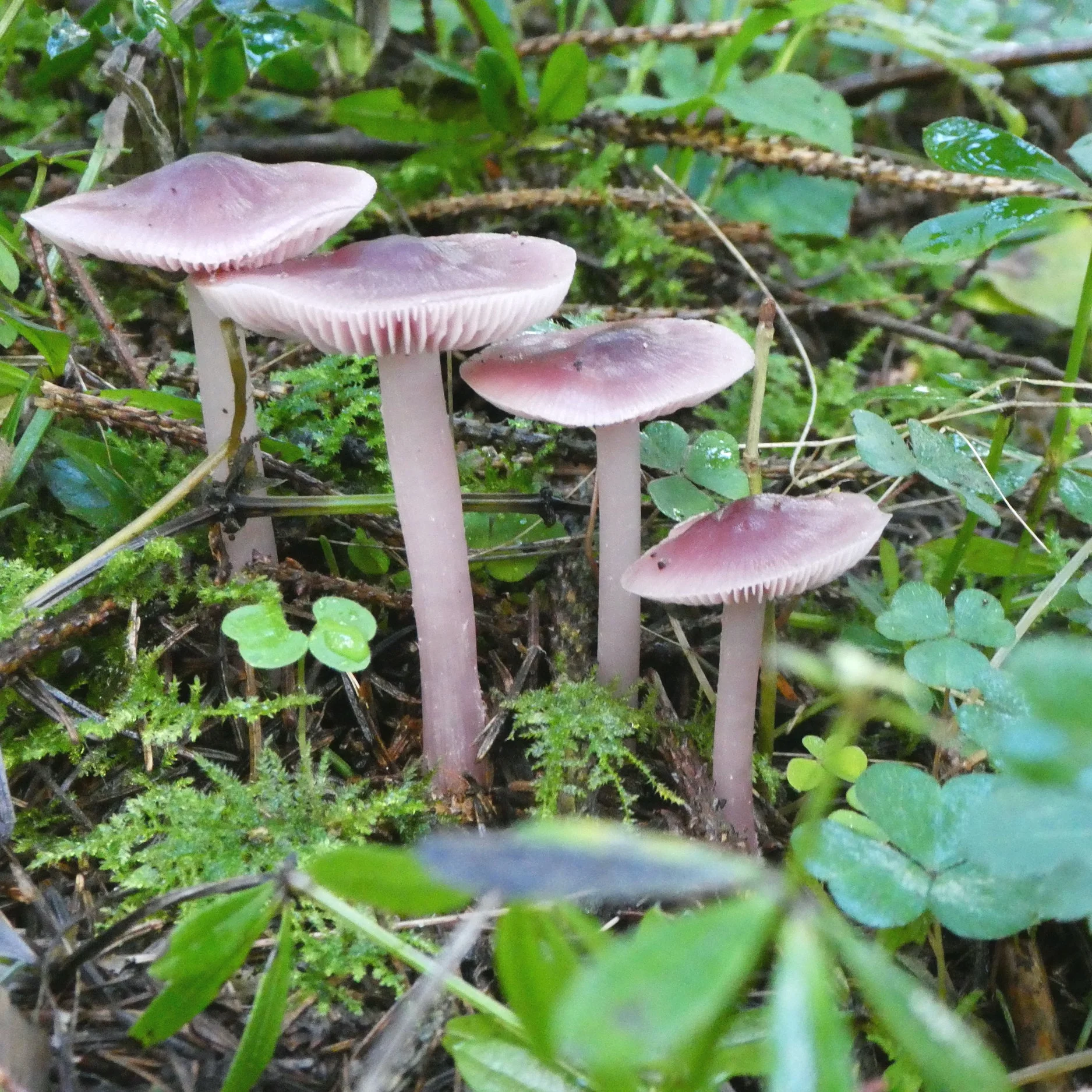 It's mushroom (and toadstool) Time!
