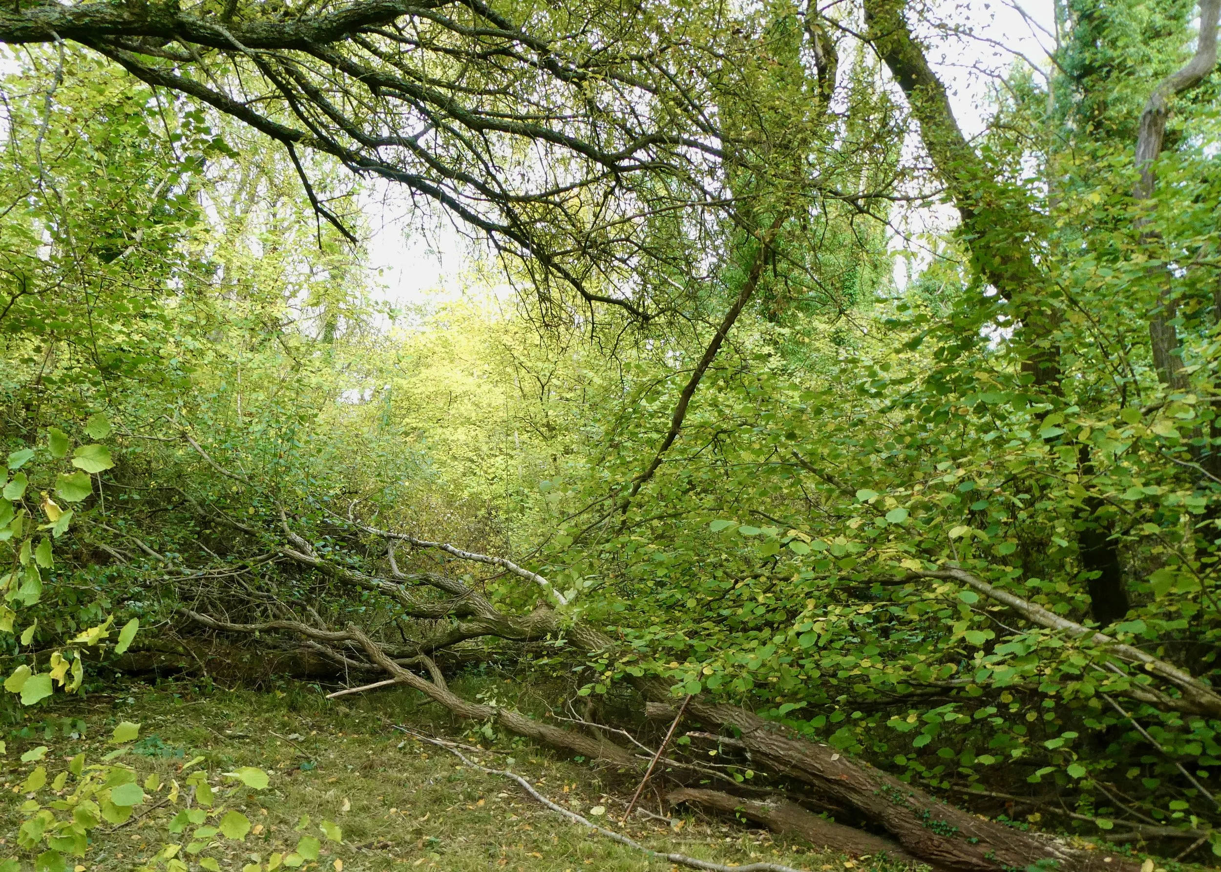 The wood is full of obstacles for the walker to navigate. This tree was lying directly across one of the historic rides.