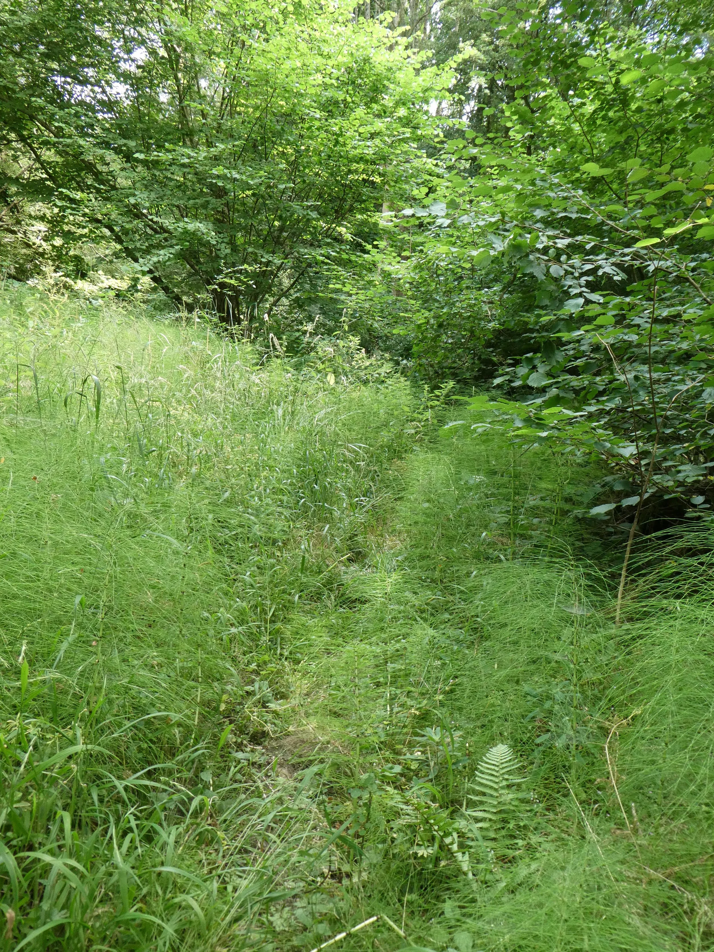 A typical deer track. This one heading to the top of the wood.