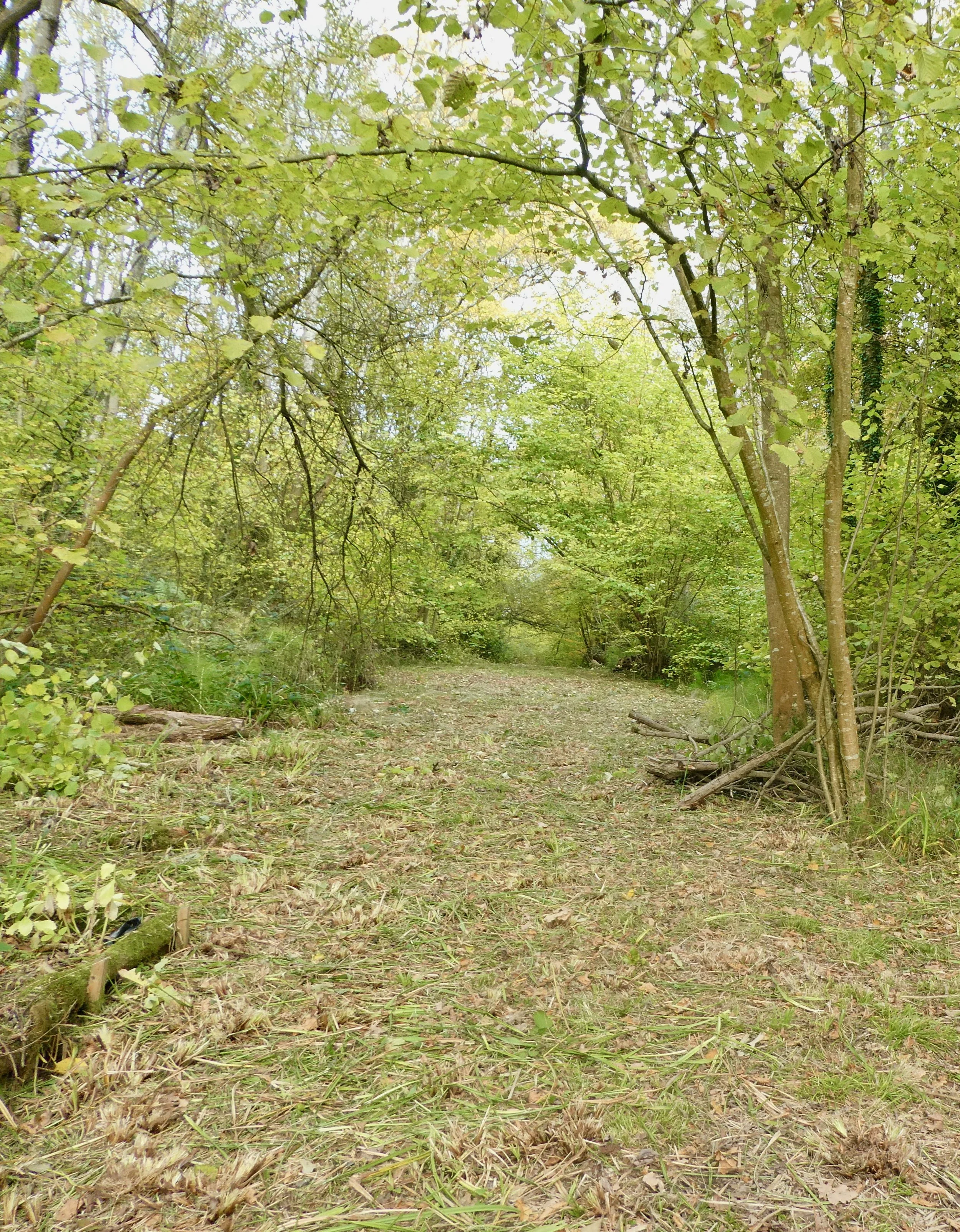 The same deer track just after re-opening into a ride