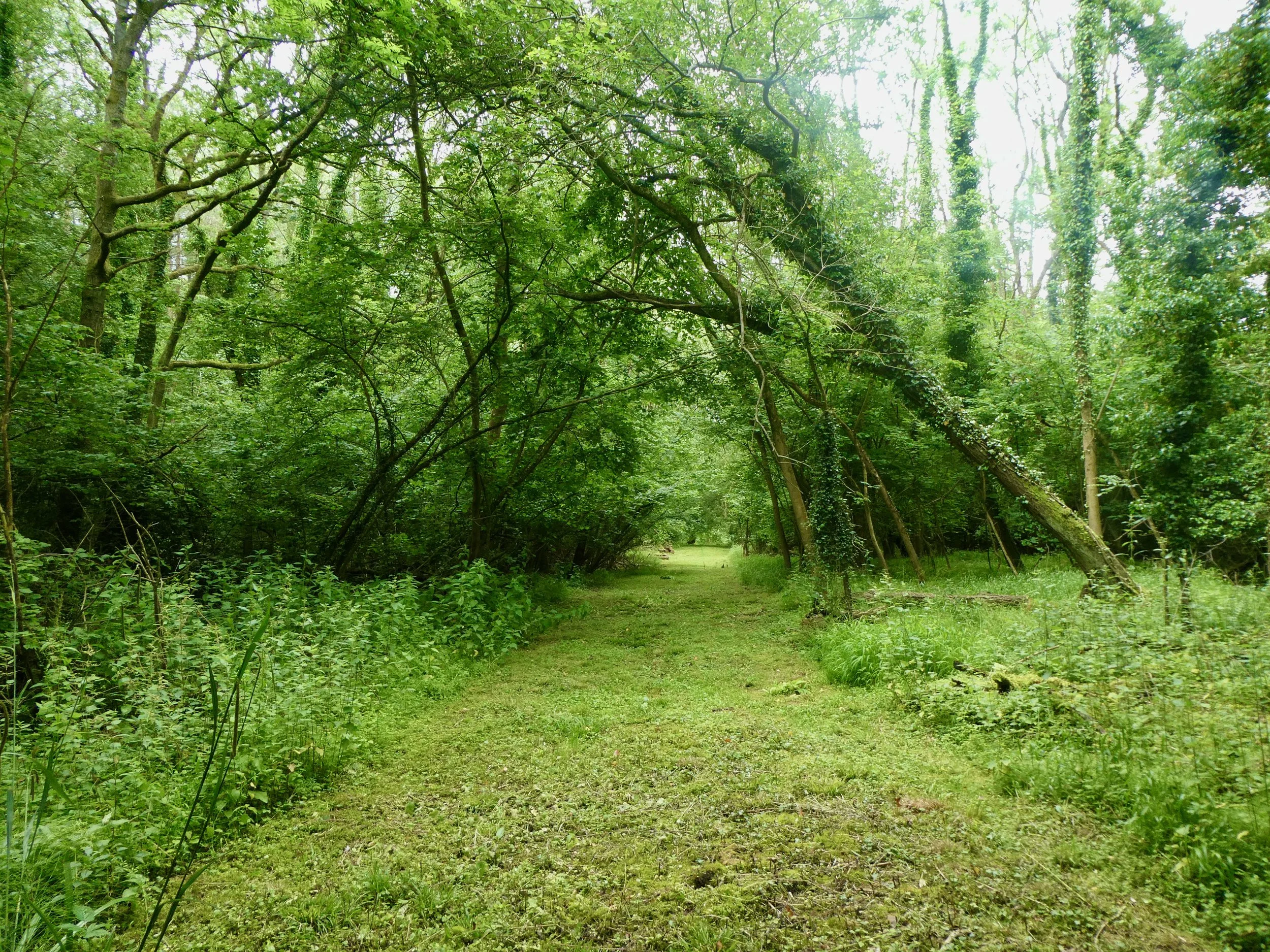 Another section of the ride, a few weeks after its creation. You can see the re-growth and how in the long term it would benefit from the removal of the trees still leaning over it.