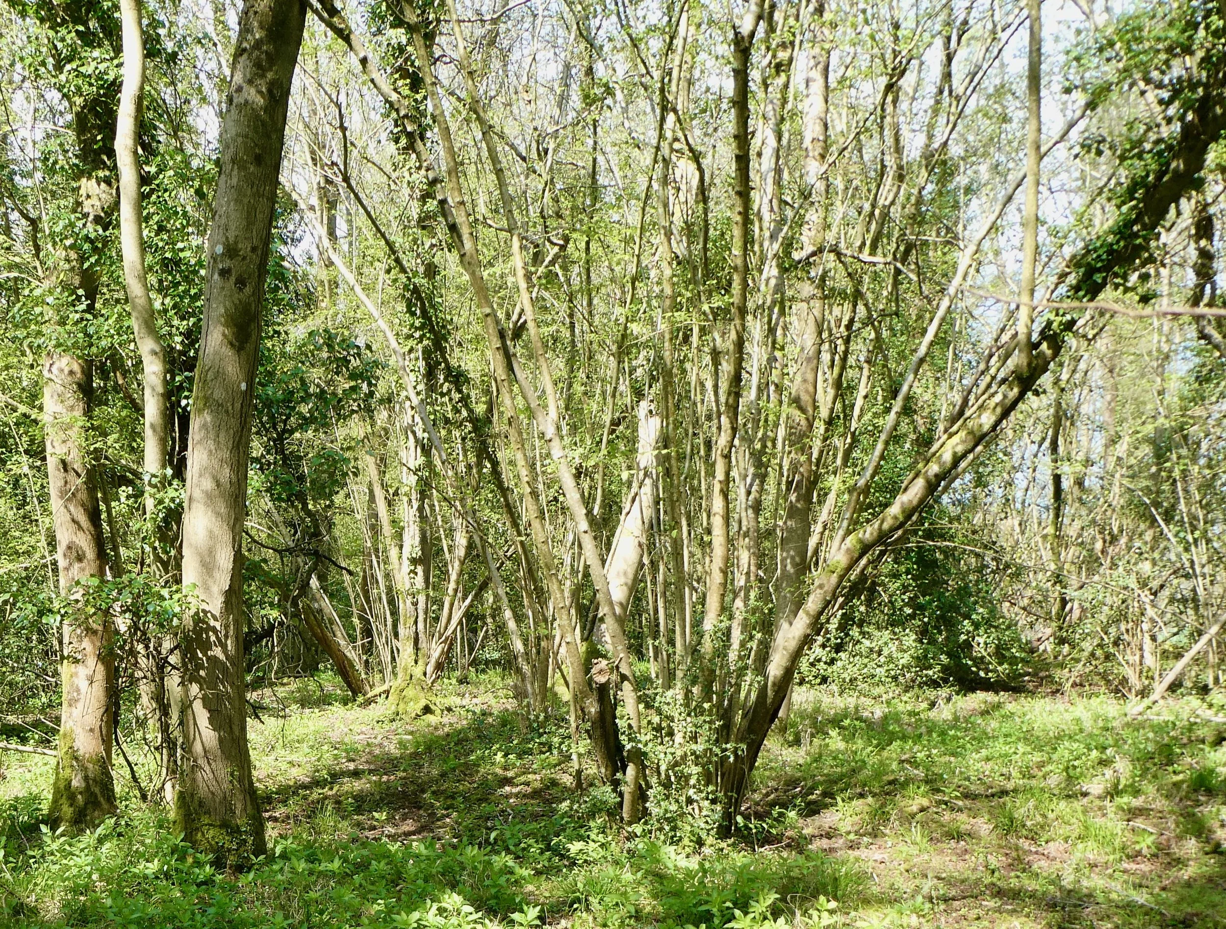 An example of previously coppiced Hazel in Dormouse Wood