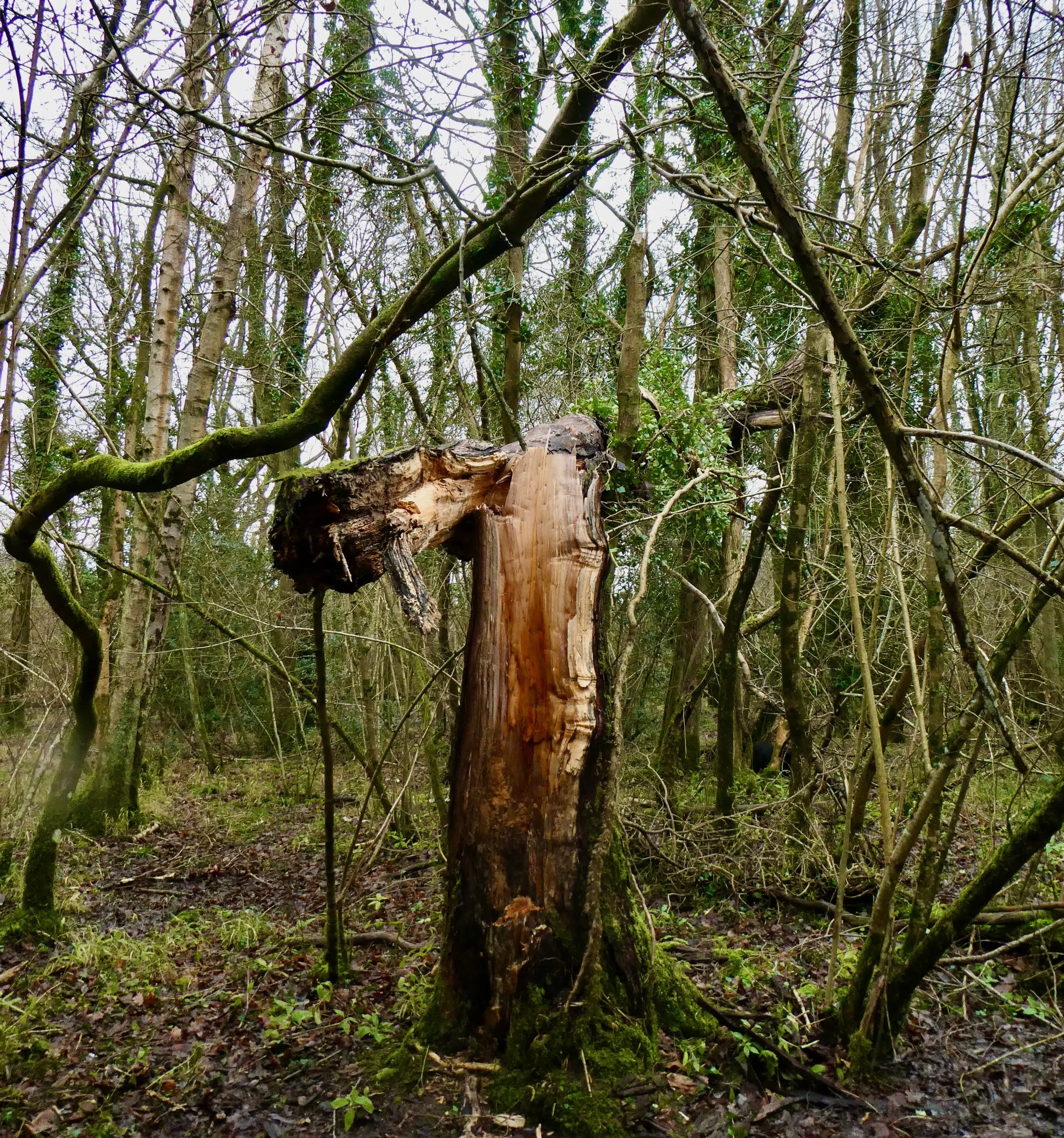 An example of a Willow which literally broke in half two winters ago. If it had been pollarded or coppiced it might well have lived a much longer and healthier life.