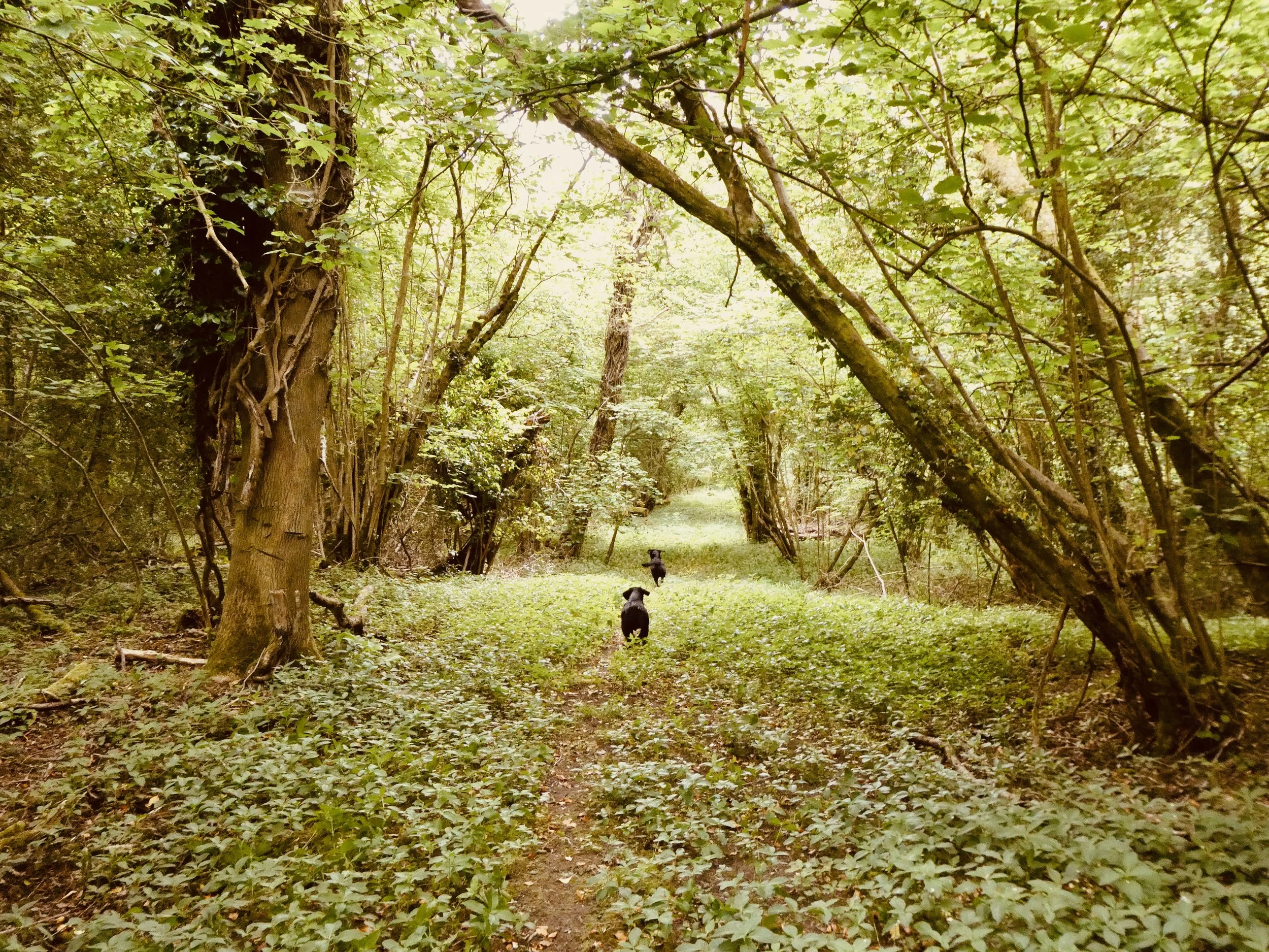 Woodlands need both light and shade