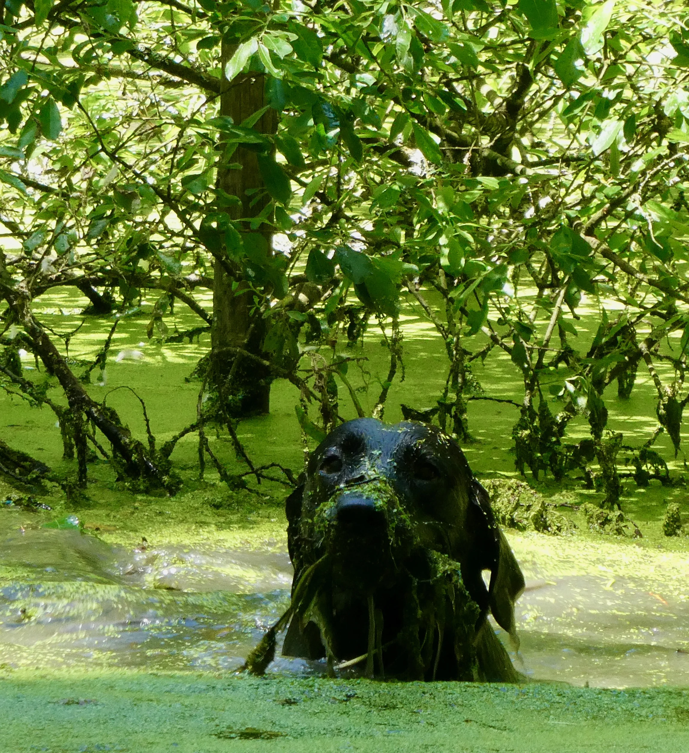 The creature from the Green Lagoon