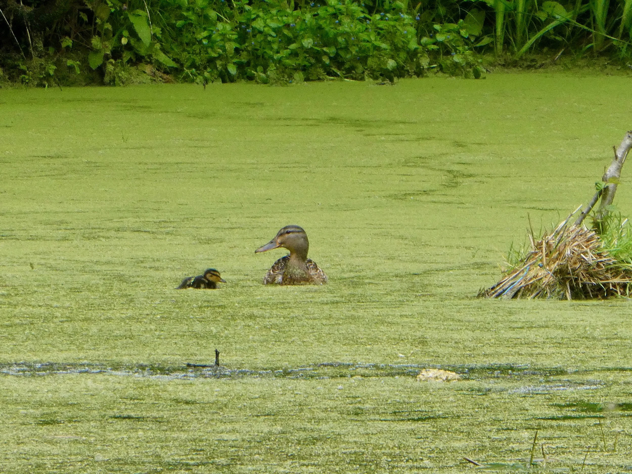 Our ducks are tolerant creatures. They take toppling trees, pond weed and swimming Labradors in their stride.