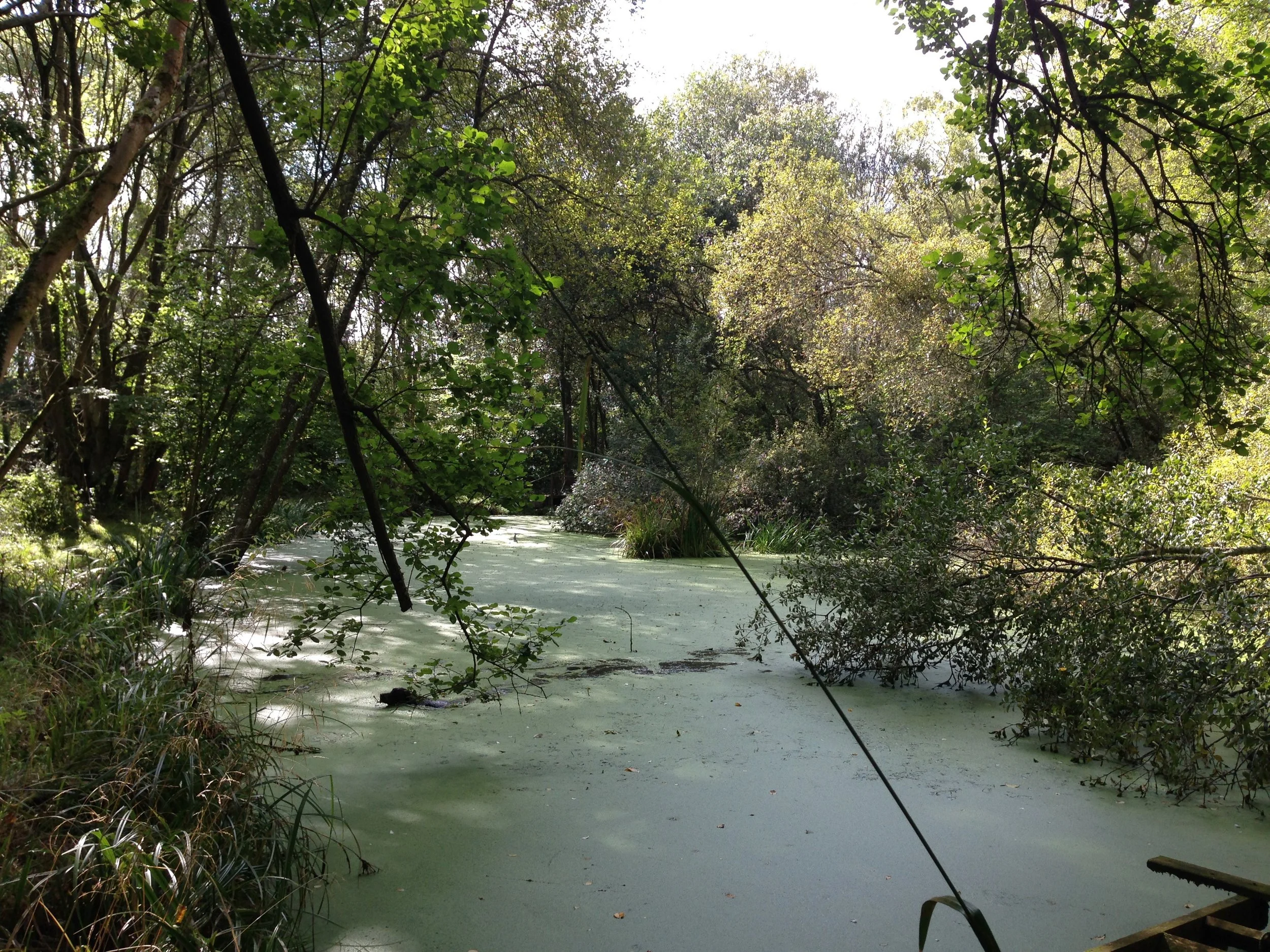 The pond when I bought Dormouse Wood in October 2017