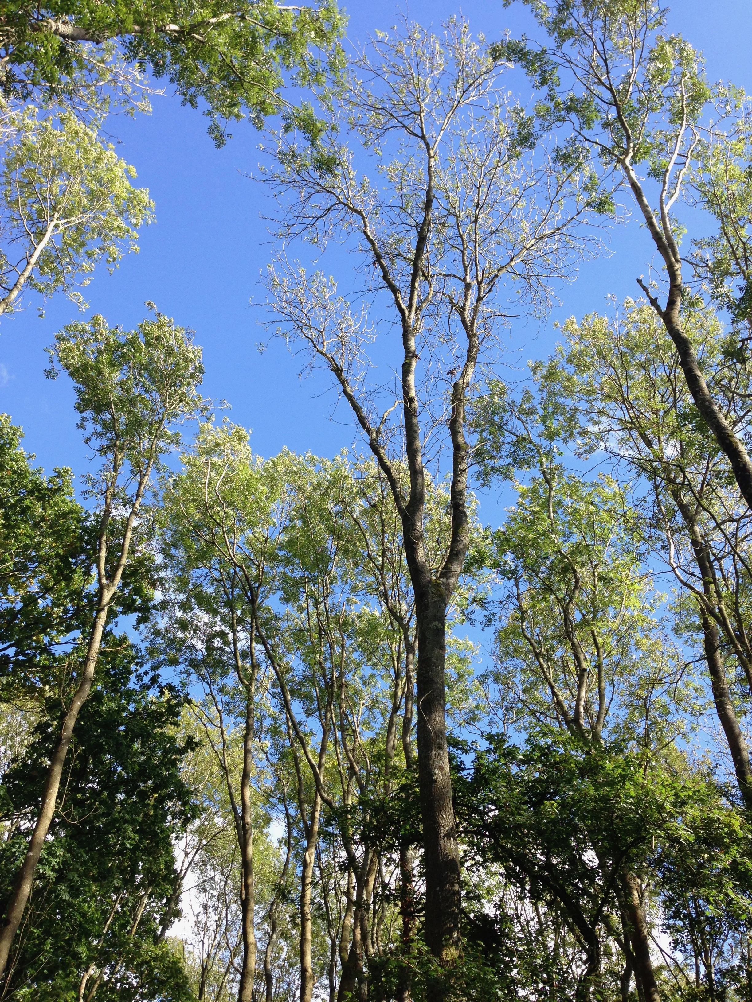 A woodland canopy of graceful Ash